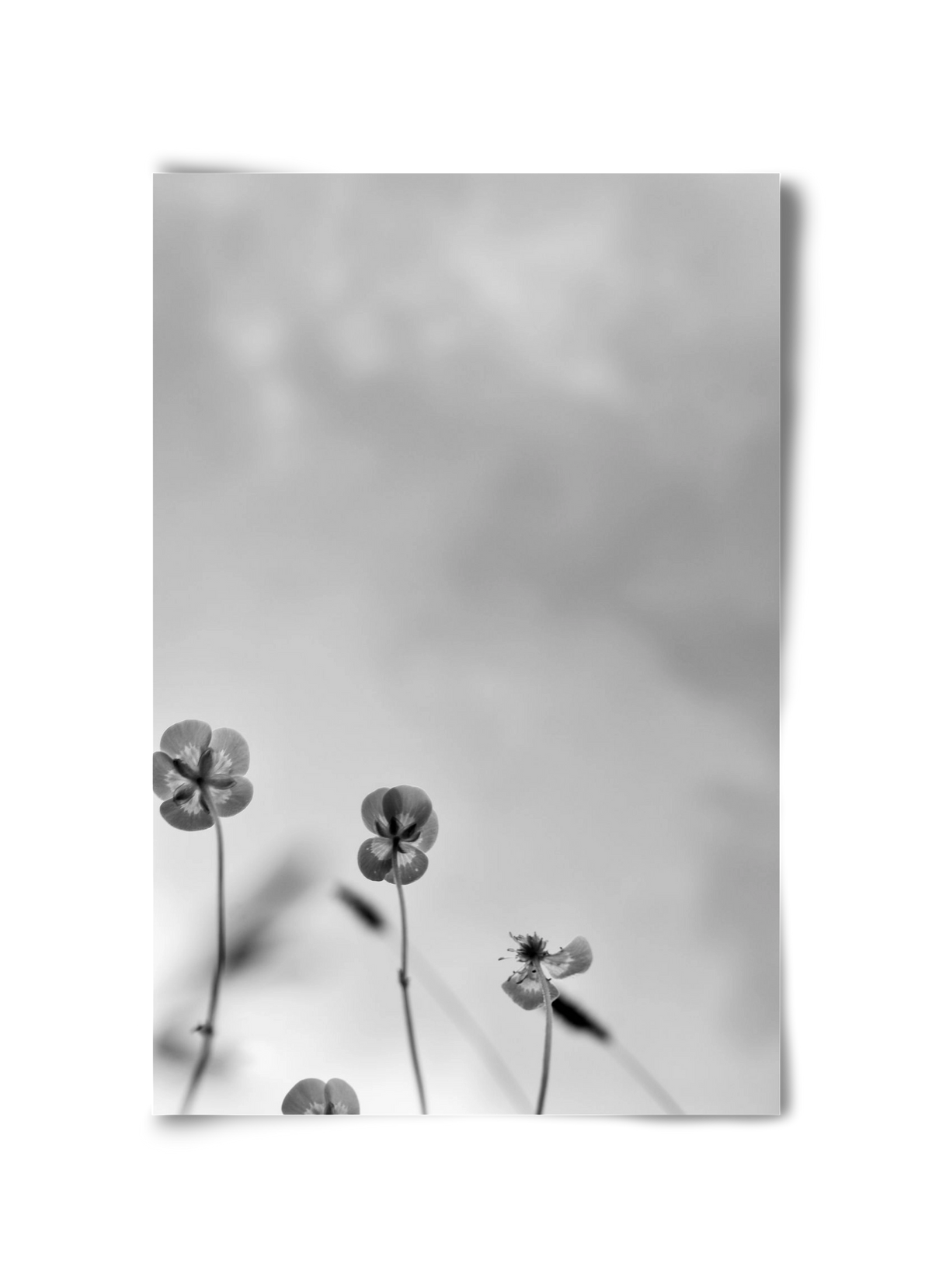 Buttercups, 30x45 cm, Keret nélkül