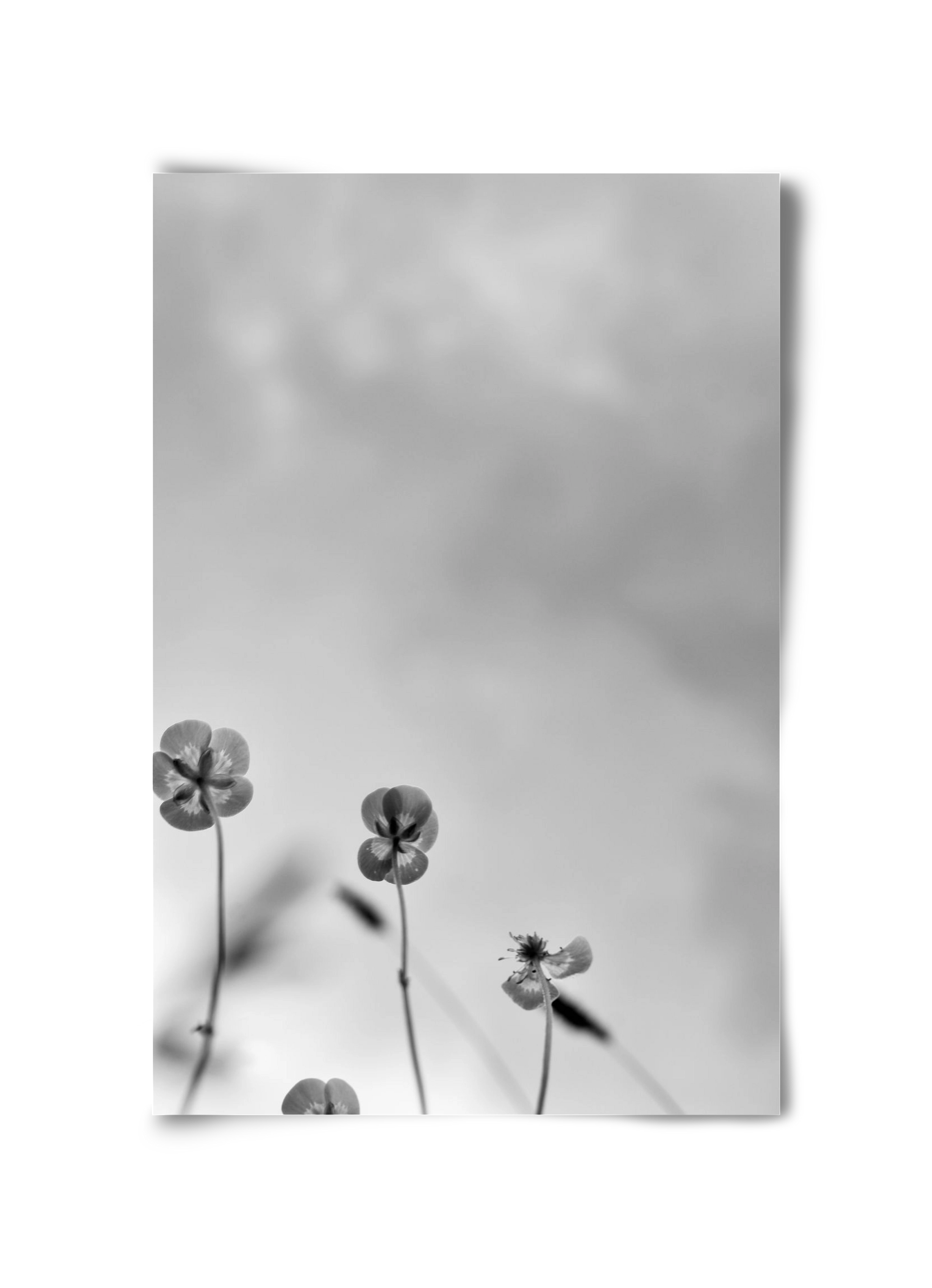 Buttercups, 30x45 cm, Keret nélkül