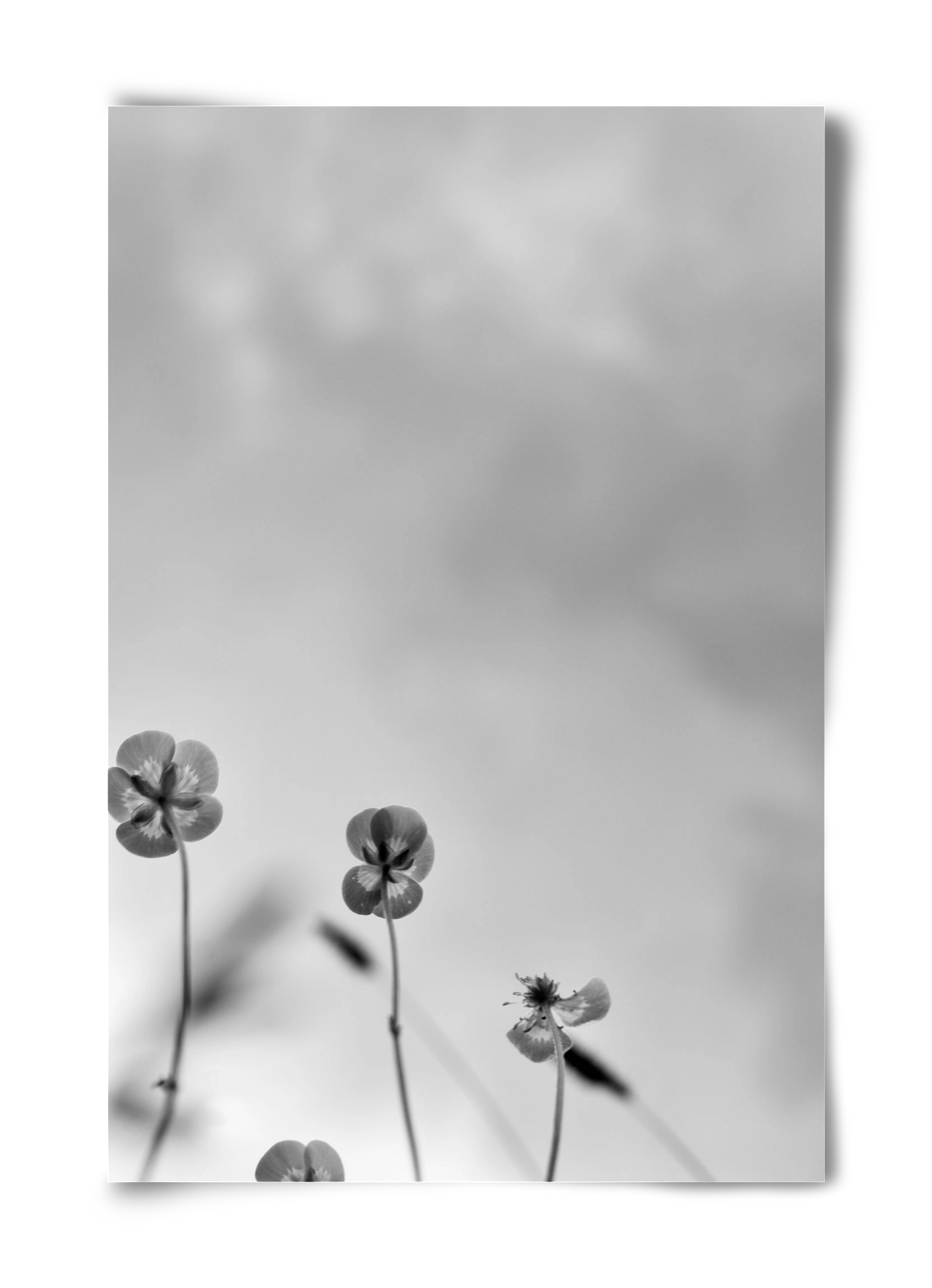 Buttercups, 40x60 cm, Keret nélkül
