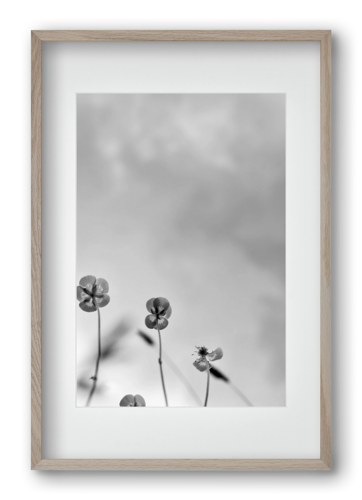 Buttercups, 40x60 cm (30x45 cm), Tölgy keret, paszpartuval