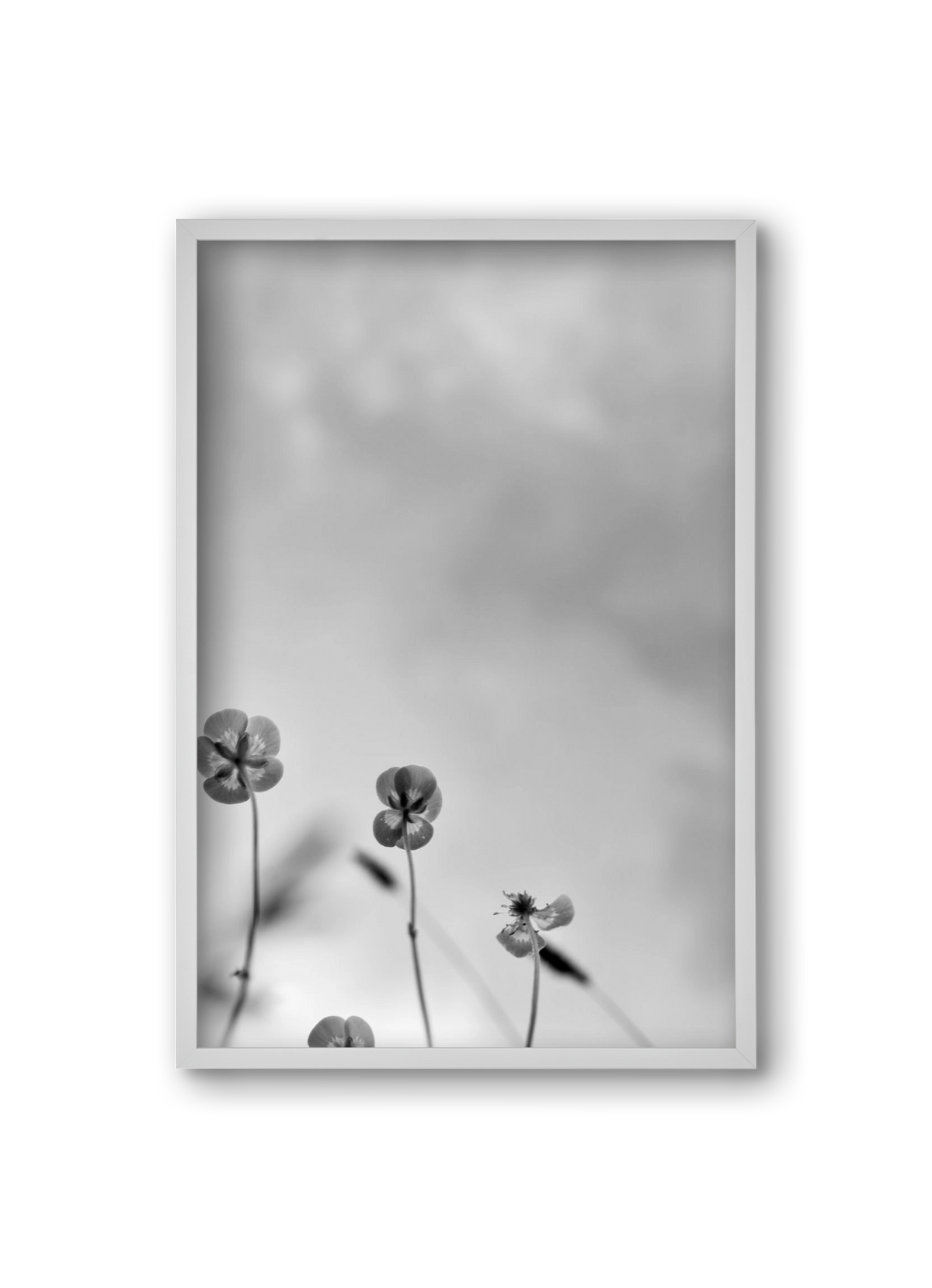 Buttercups, 20x30 cm (20x30 cm), Fehér keret