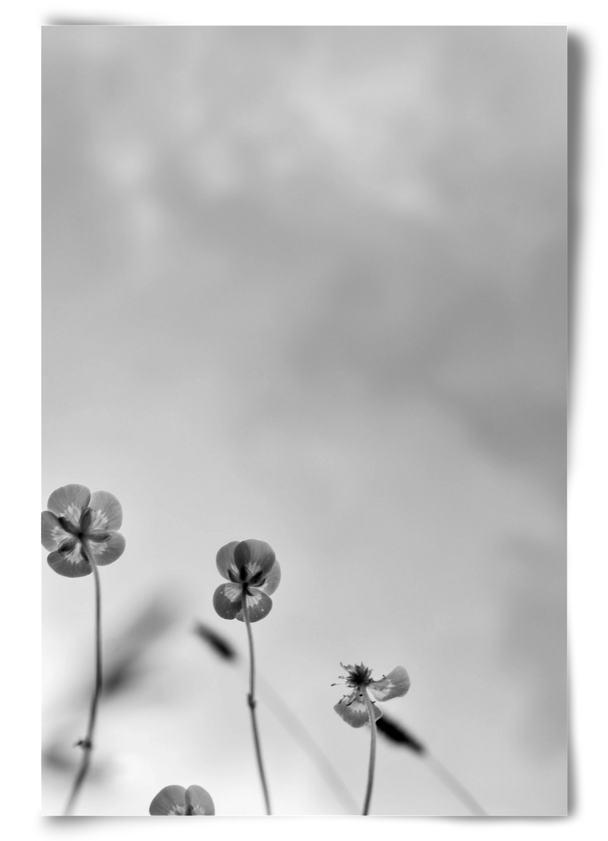 Buttercups, 60x90 cm, Keret nélkül