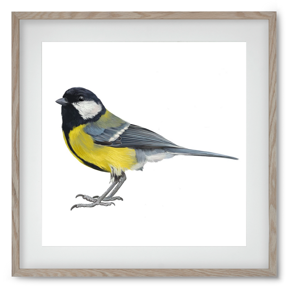 Széncinege, 50x50 cm (40x40 cm), Tölgy keret, paszpartuval