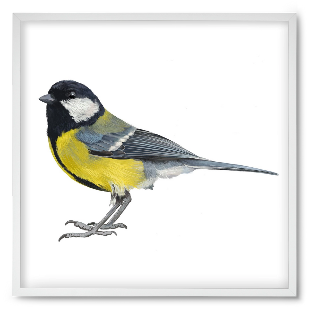 Széncinege, 50x50 cm (50x50 cm), Fehér keret