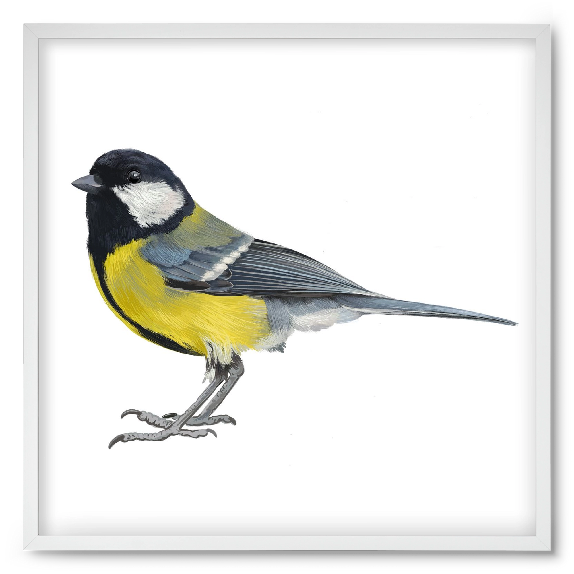 Széncinege, 50x50 cm (50x50 cm), Fehér keret