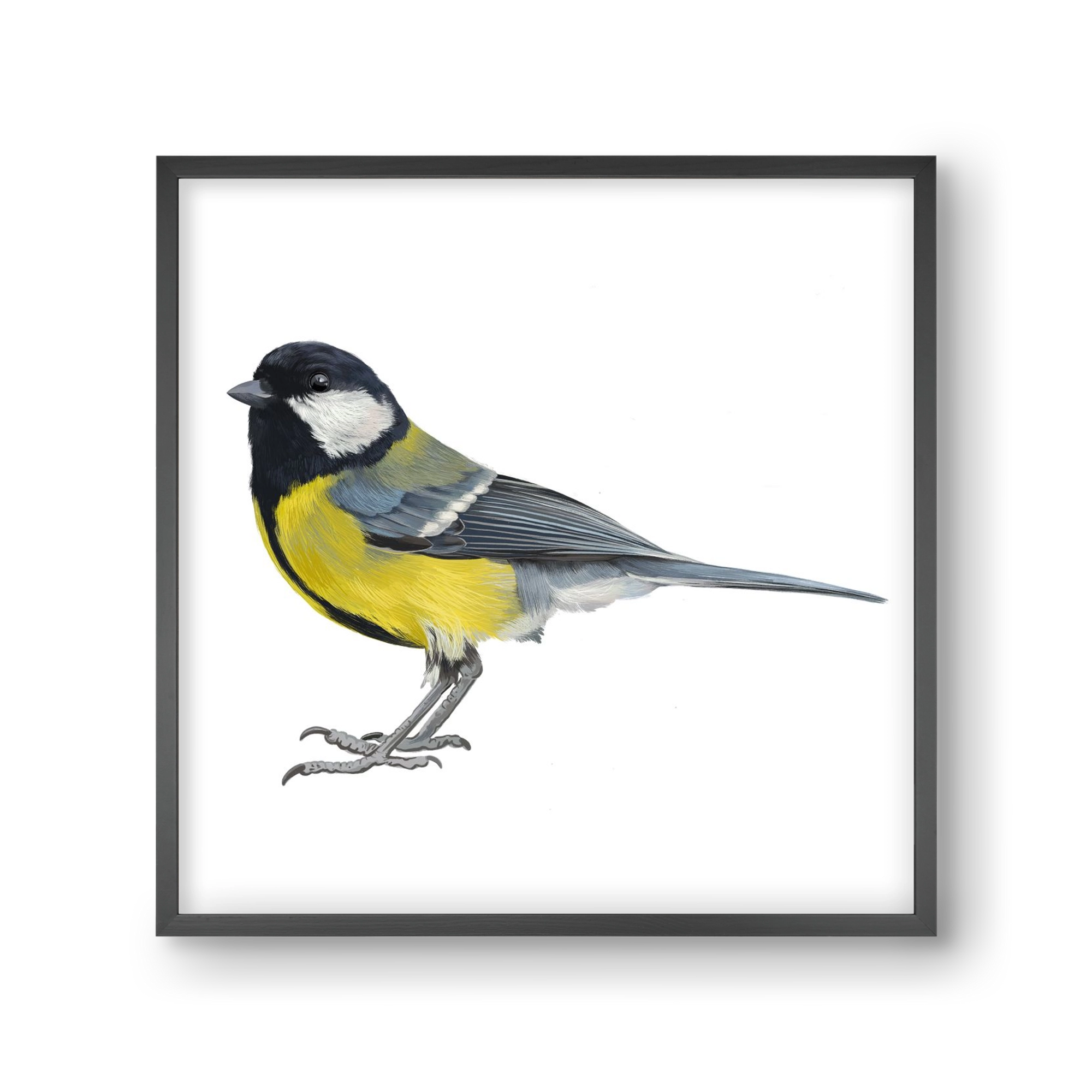 Széncinege, 30x30 cm (30x30 cm), Fekete keret