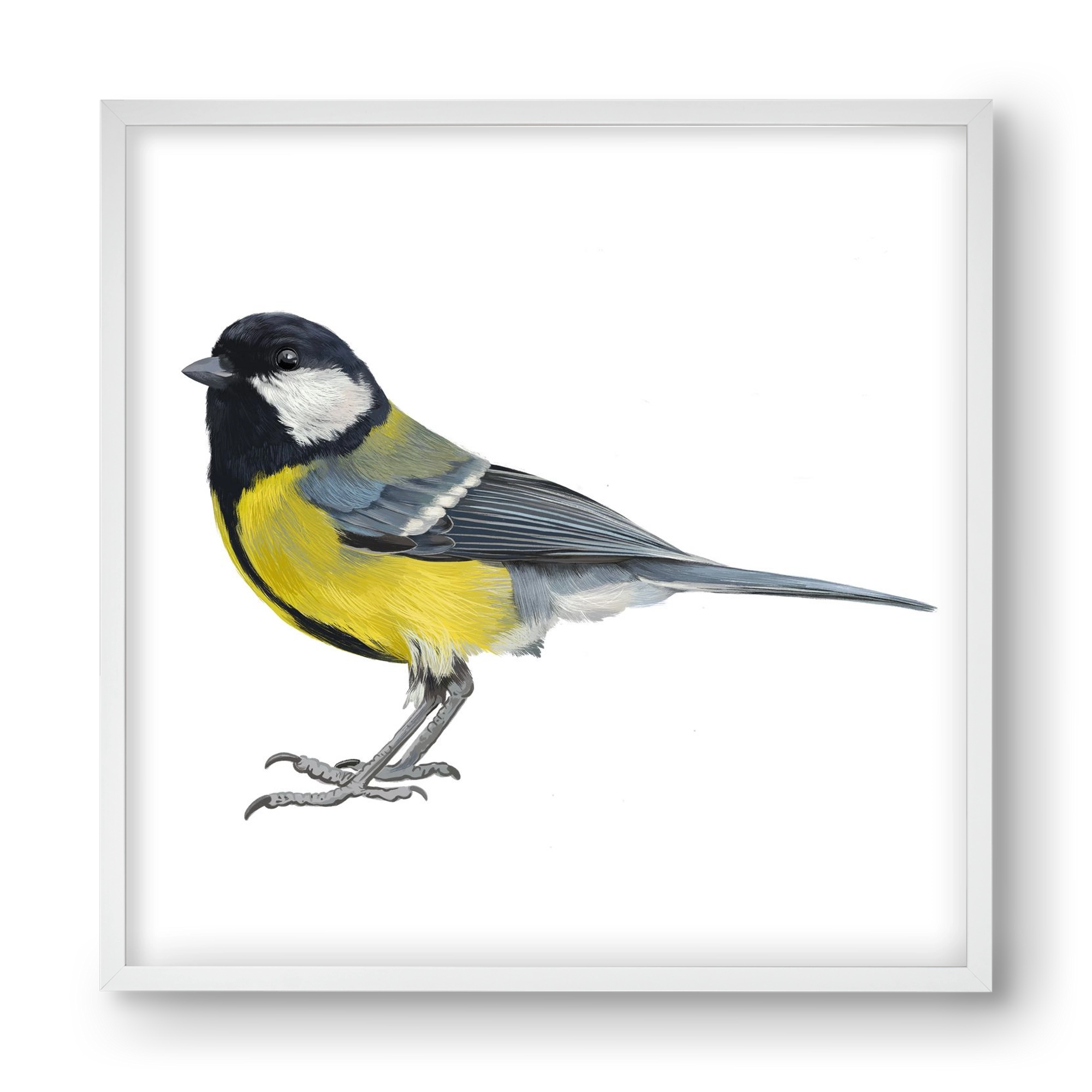 Széncinege, 40x40 cm (40x40 cm), Fehér keret