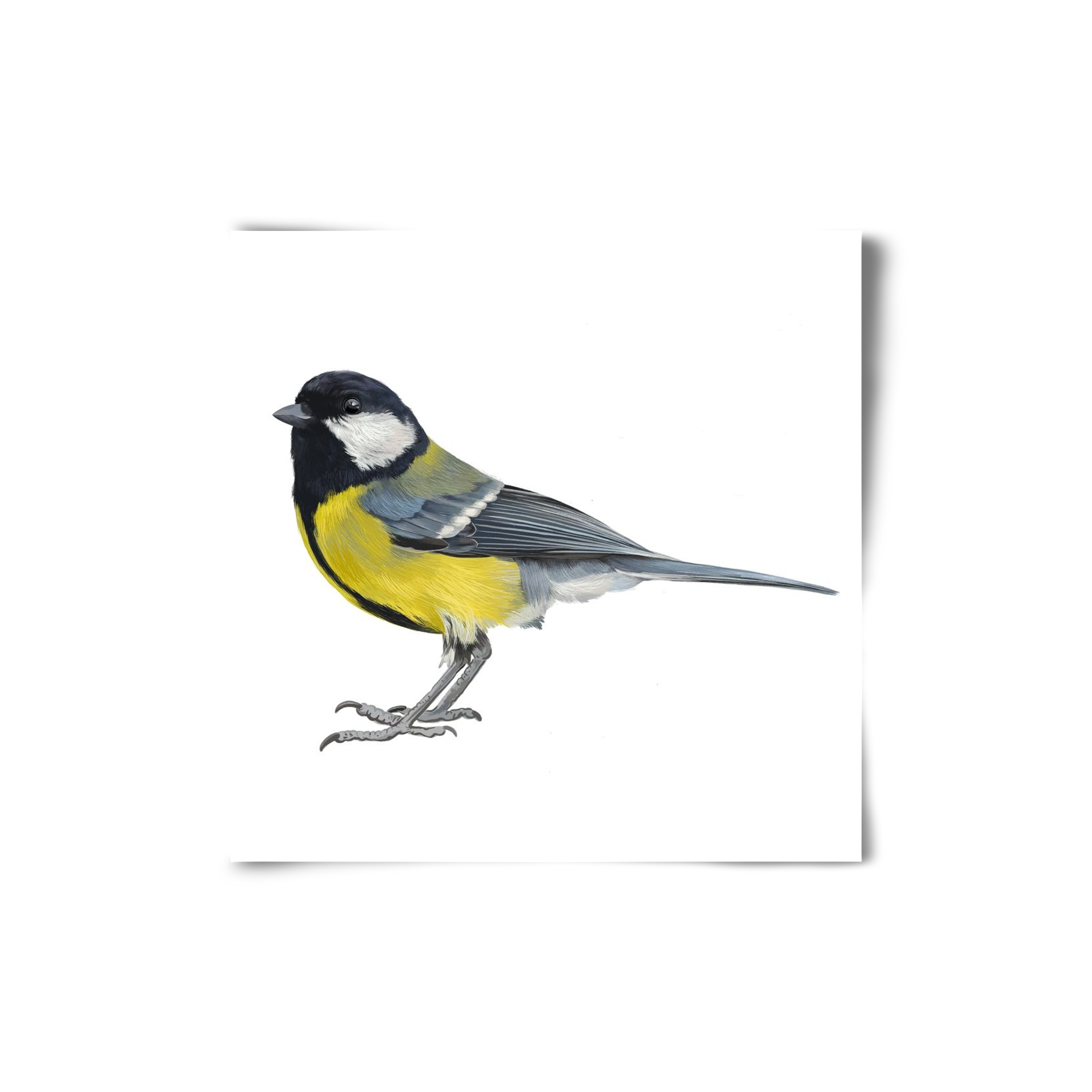 Széncinege, 20x20 cm, Keret nélkül