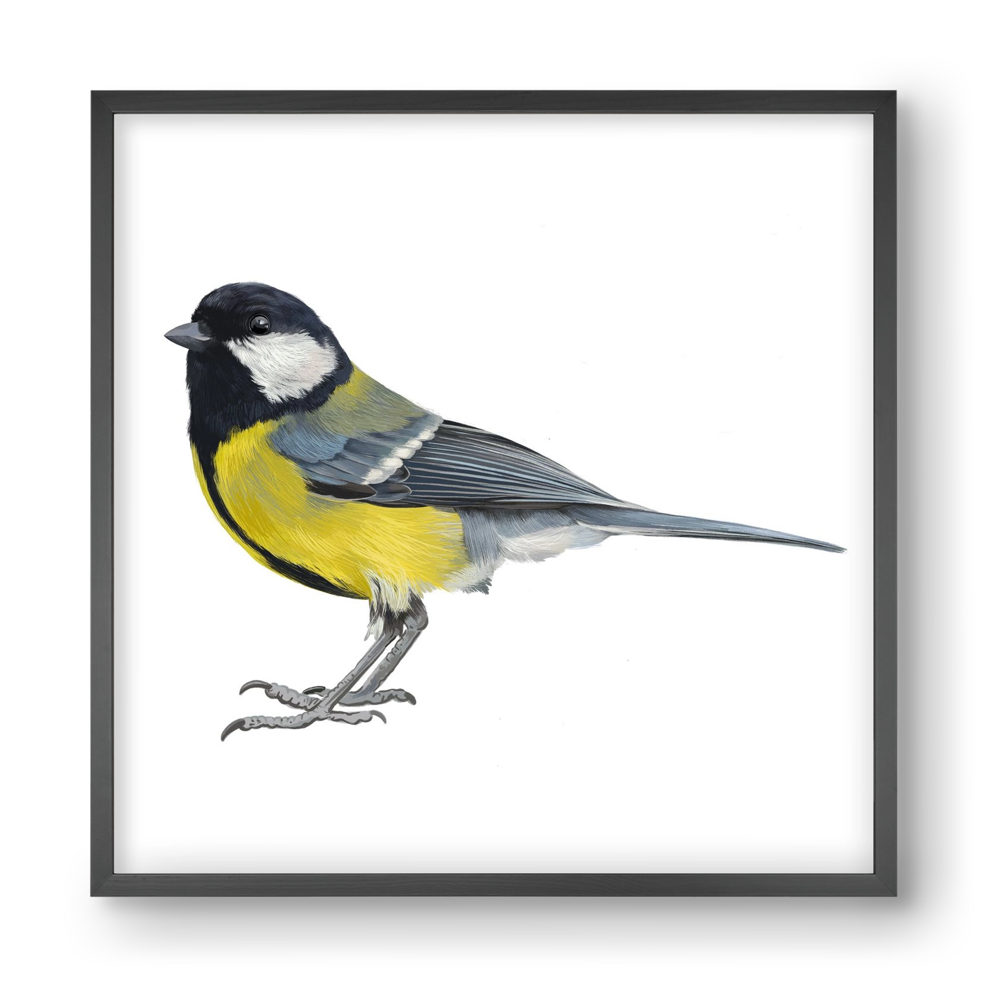 Széncinege, 40x40 cm (40x40 cm), Fekete keret