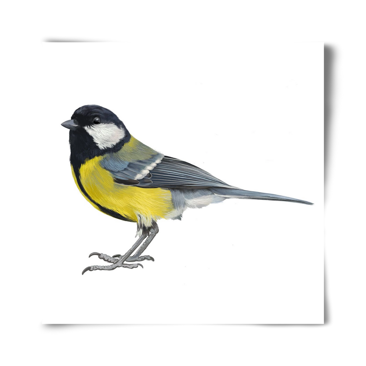 Széncinege, 40x40 cm, Keret nélkül