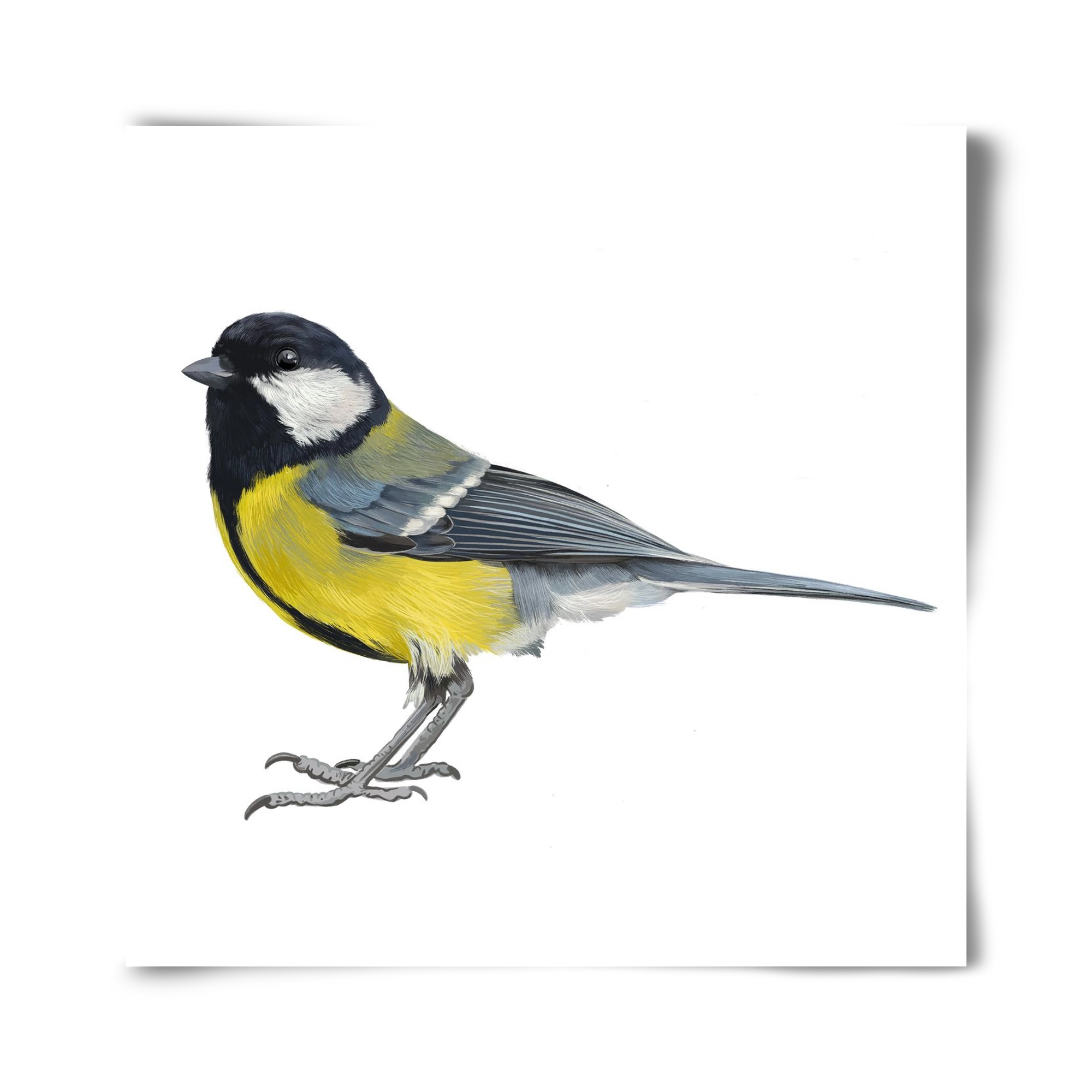 Széncinege, 40x40 cm, Keret nélkül