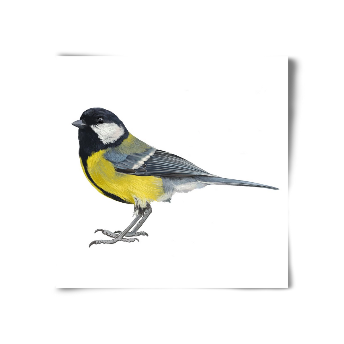 Széncinege, 30x30 cm, Keret nélkül