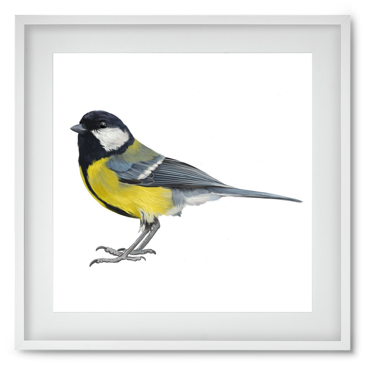 Széncinege, 50x50 cm (40x40 cm), Fehér keret, paszpartuval