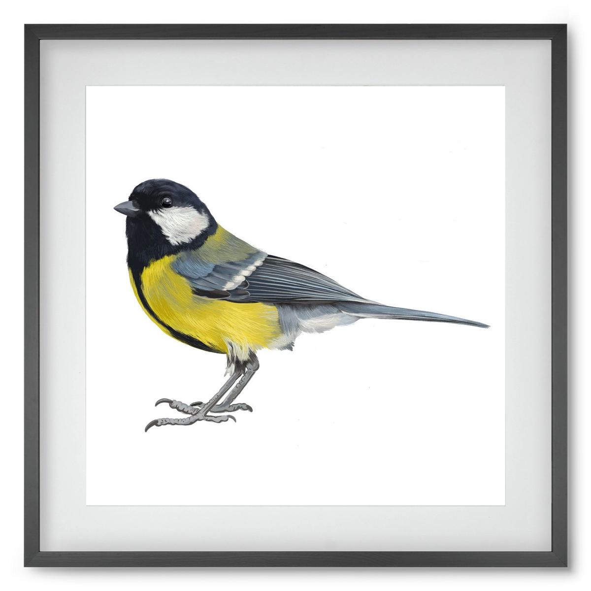 Széncinege, 50x50 cm (40x40 cm), Fekete keret, paszpartuval