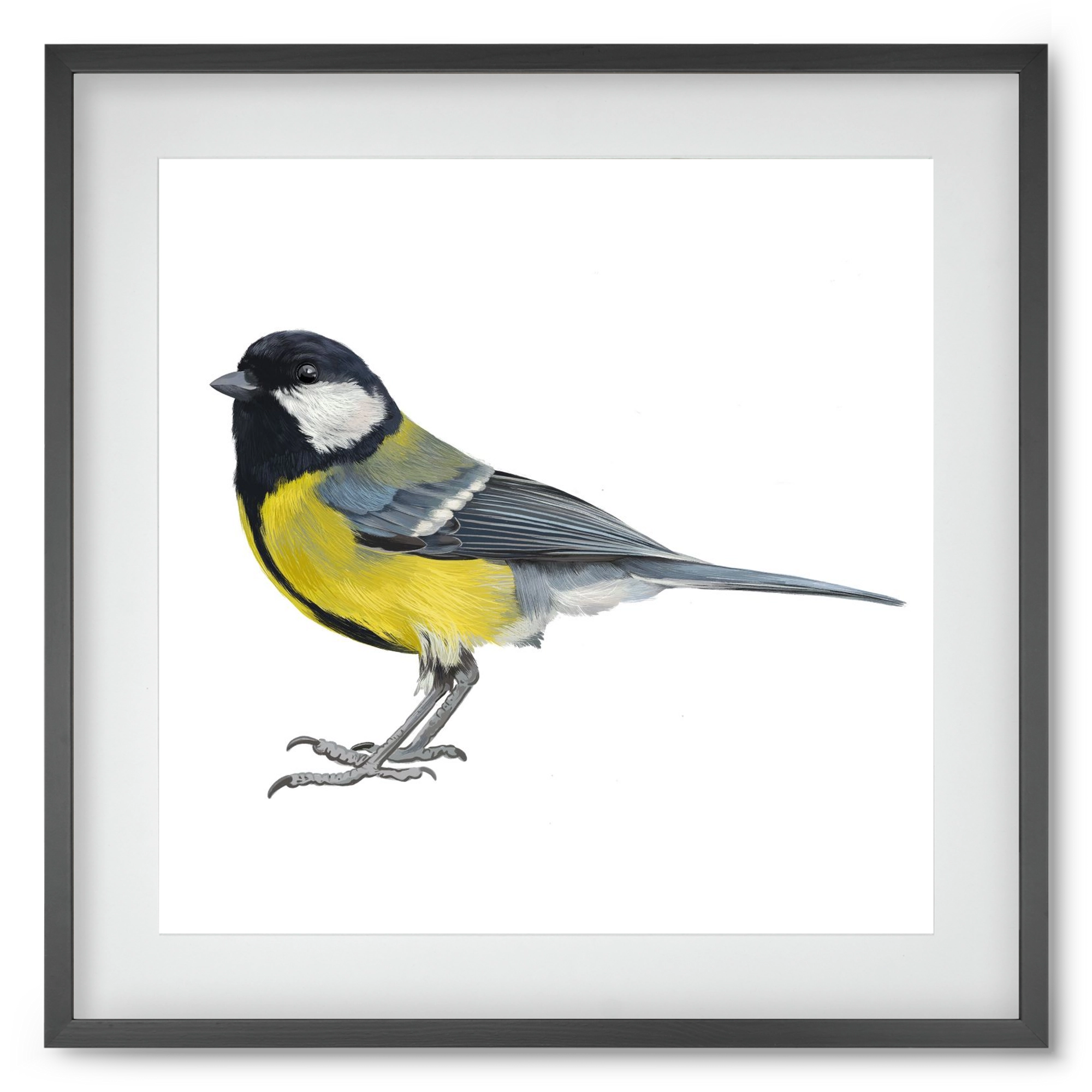 Széncinege, 50x50 cm (40x40 cm), Fekete keret, paszpartuval