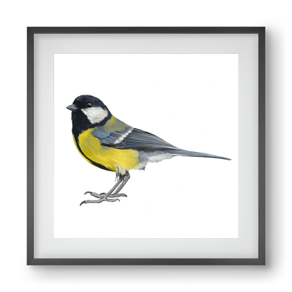 Széncinege, 40x40 cm (30x30 cm), Fekete keret, paszpartuval