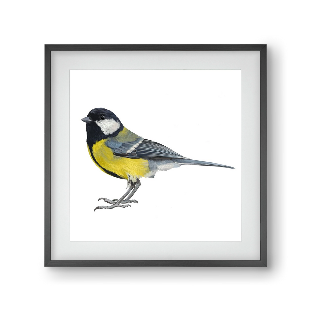 Széncinege, 30x30 cm (20x20 cm), Fekete keret, paszpartuval