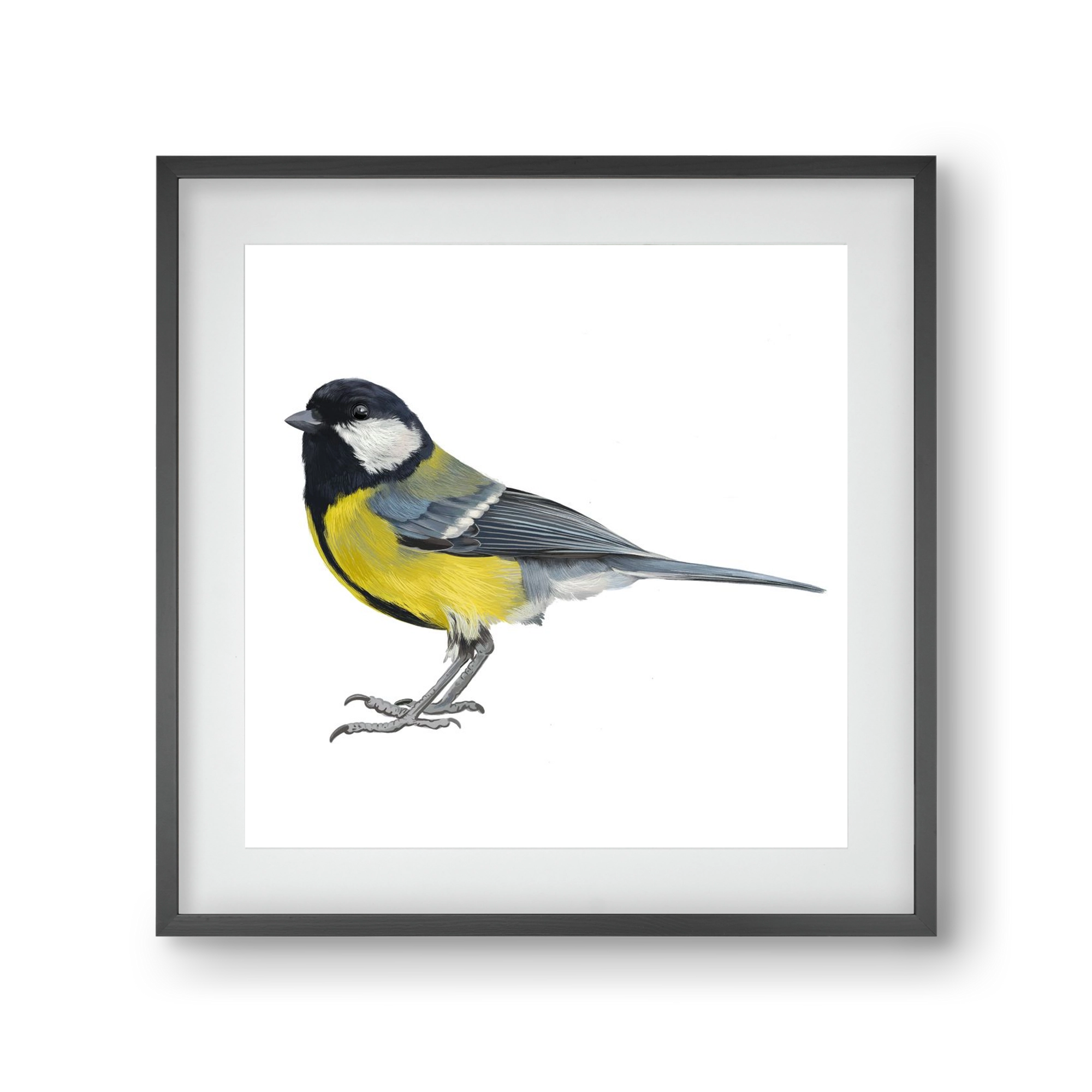 Széncinege, 30x30 cm (20x20 cm), Fekete keret, paszpartuval