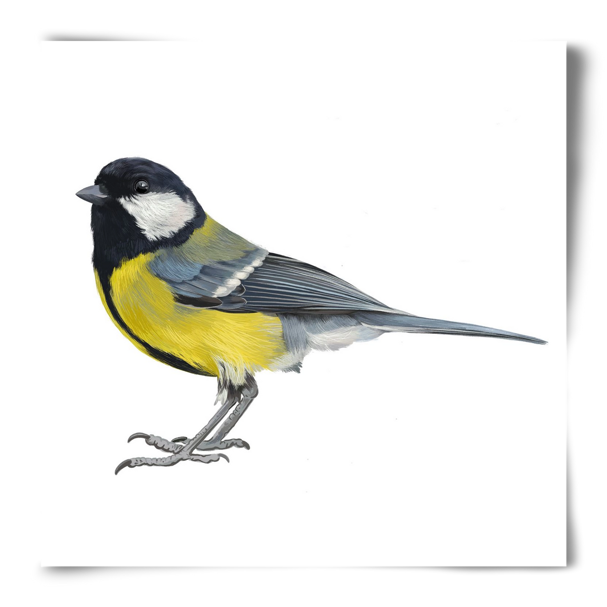 Széncinege, 50x50 cm, Keret nélkül