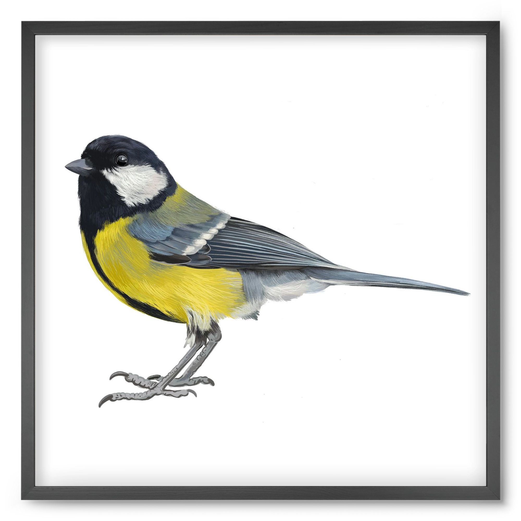 Széncinege, 50x50 cm (50x50 cm), Fekete keret