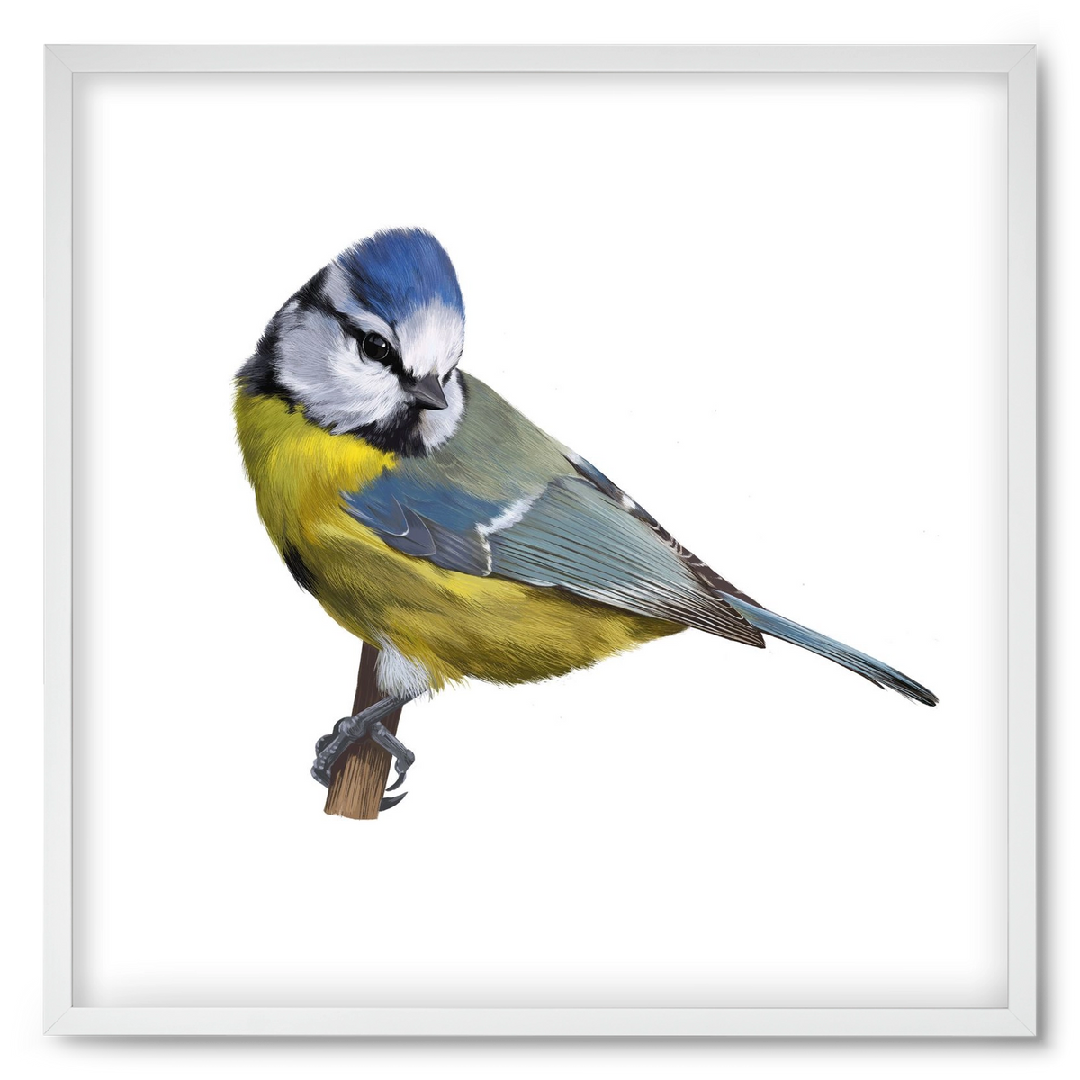 Kék cinege, 50x50 cm (50x50 cm), Fehér keret
