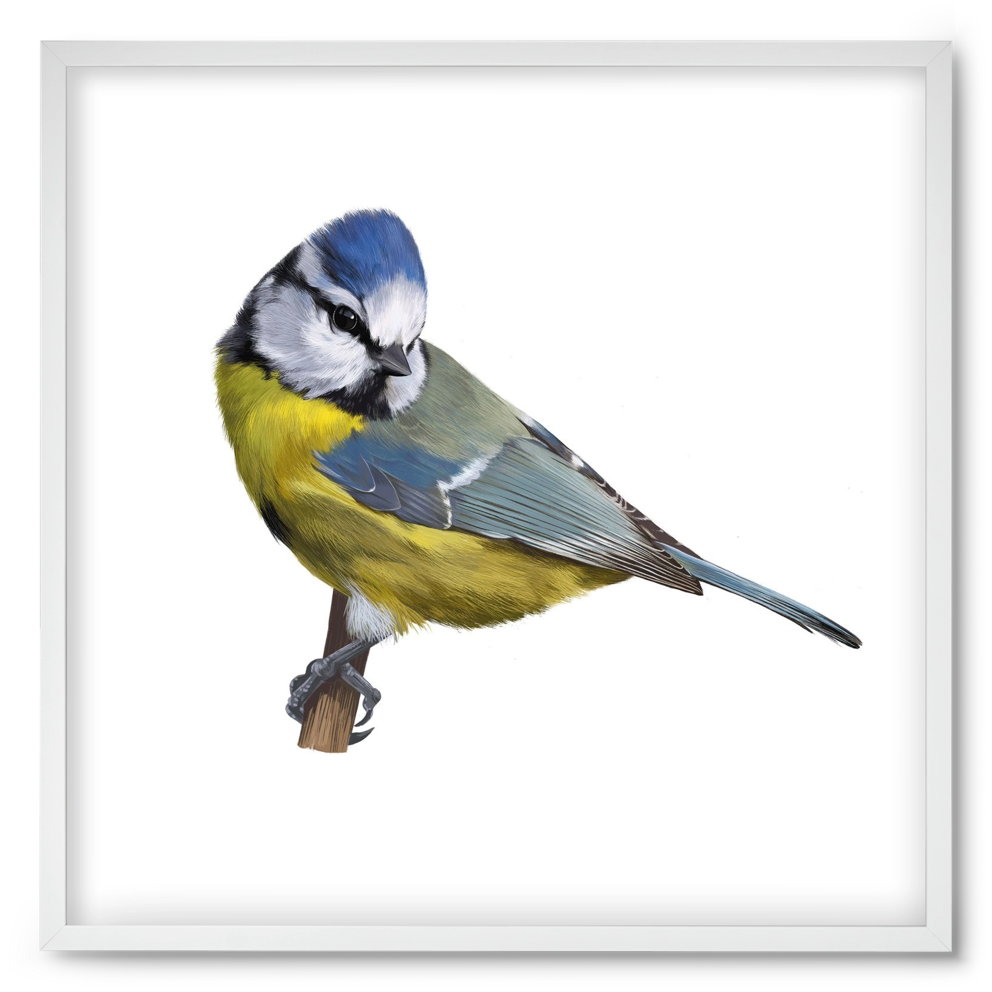 Kék cinege, 50x50 cm (50x50 cm), Fehér keret