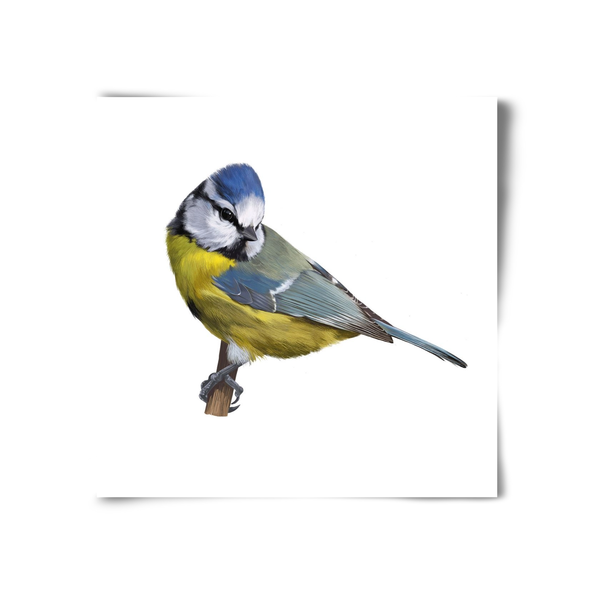 Kék cinege, 30x30 cm, Keret nélkül