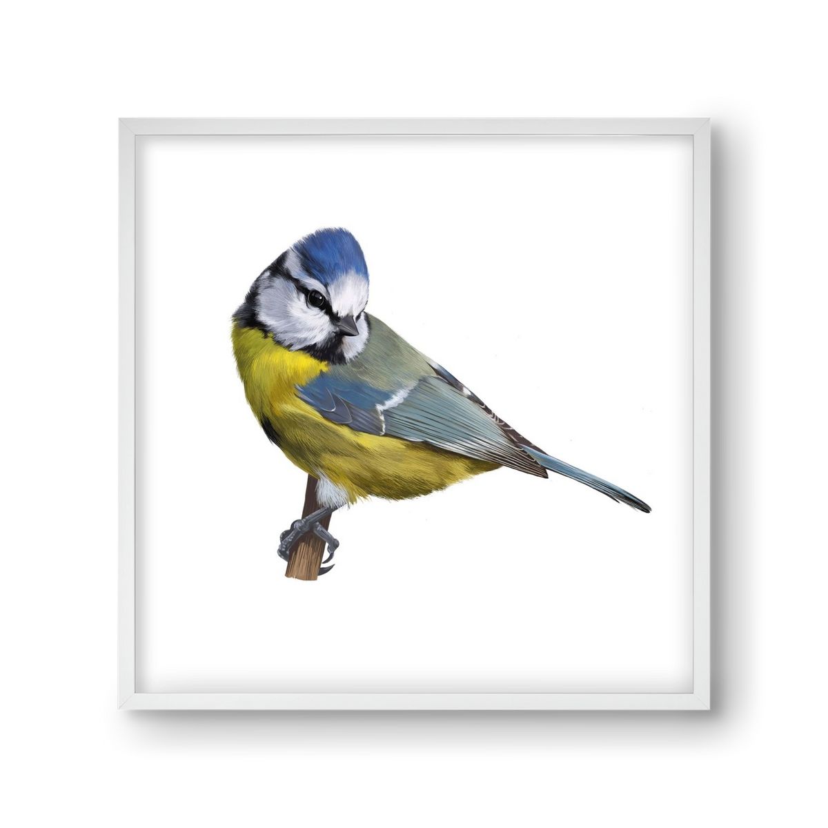Kék cinege, 30x30 cm (30x30 cm), Fehér keret