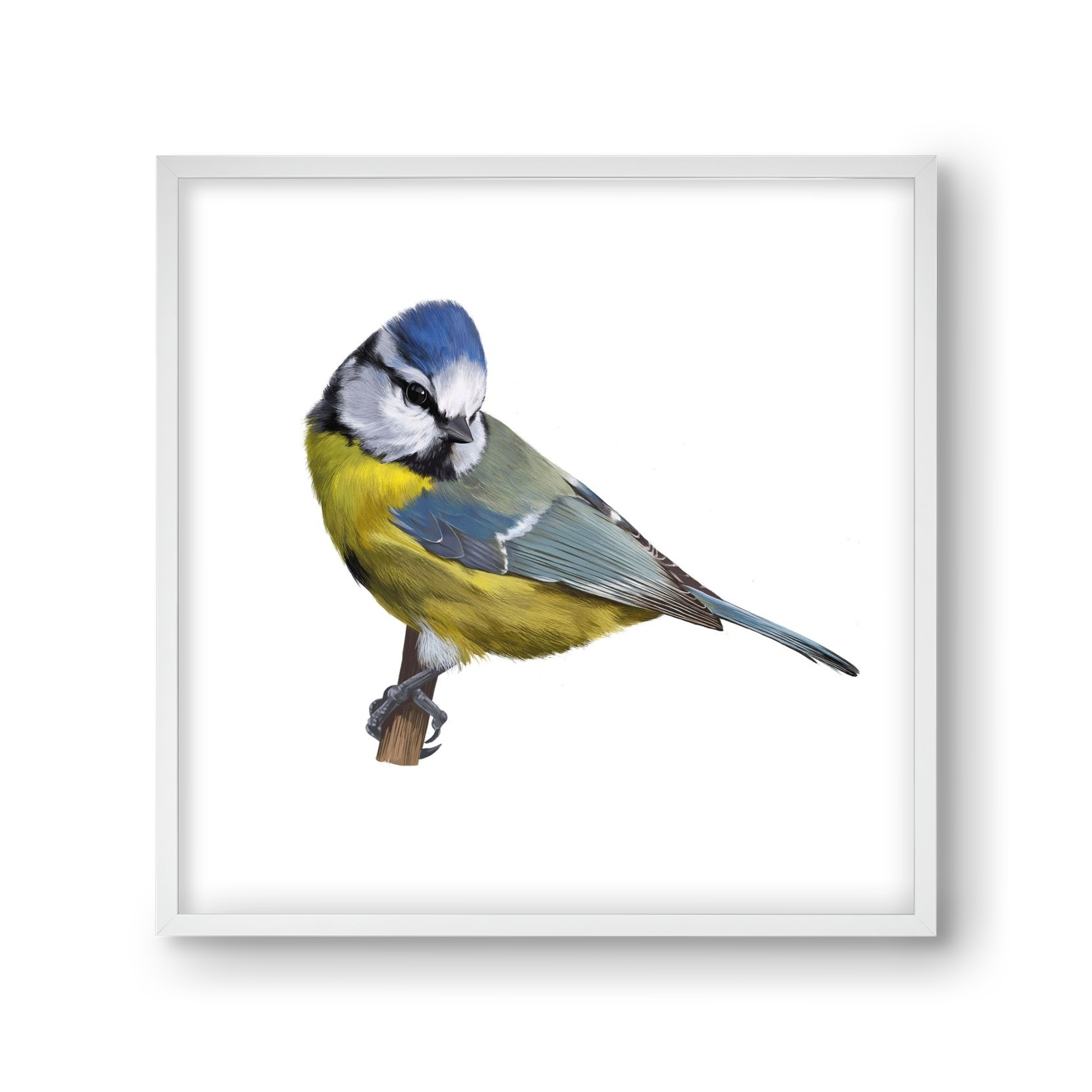 Kék cinege, 30x30 cm (30x30 cm), Fehér keret
