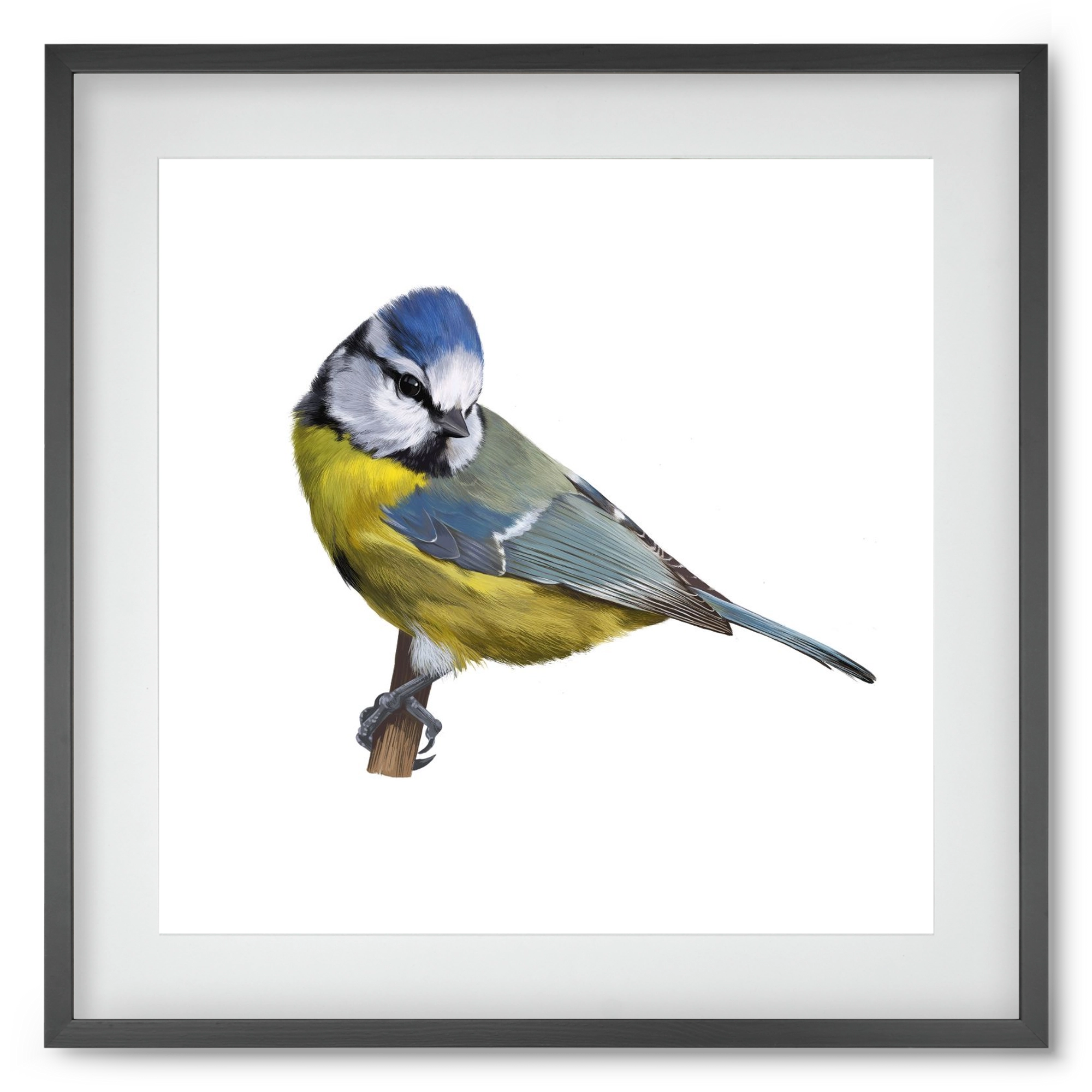 Kék cinege, 50x50 cm (40x40 cm), Fekete keret, paszpartuval