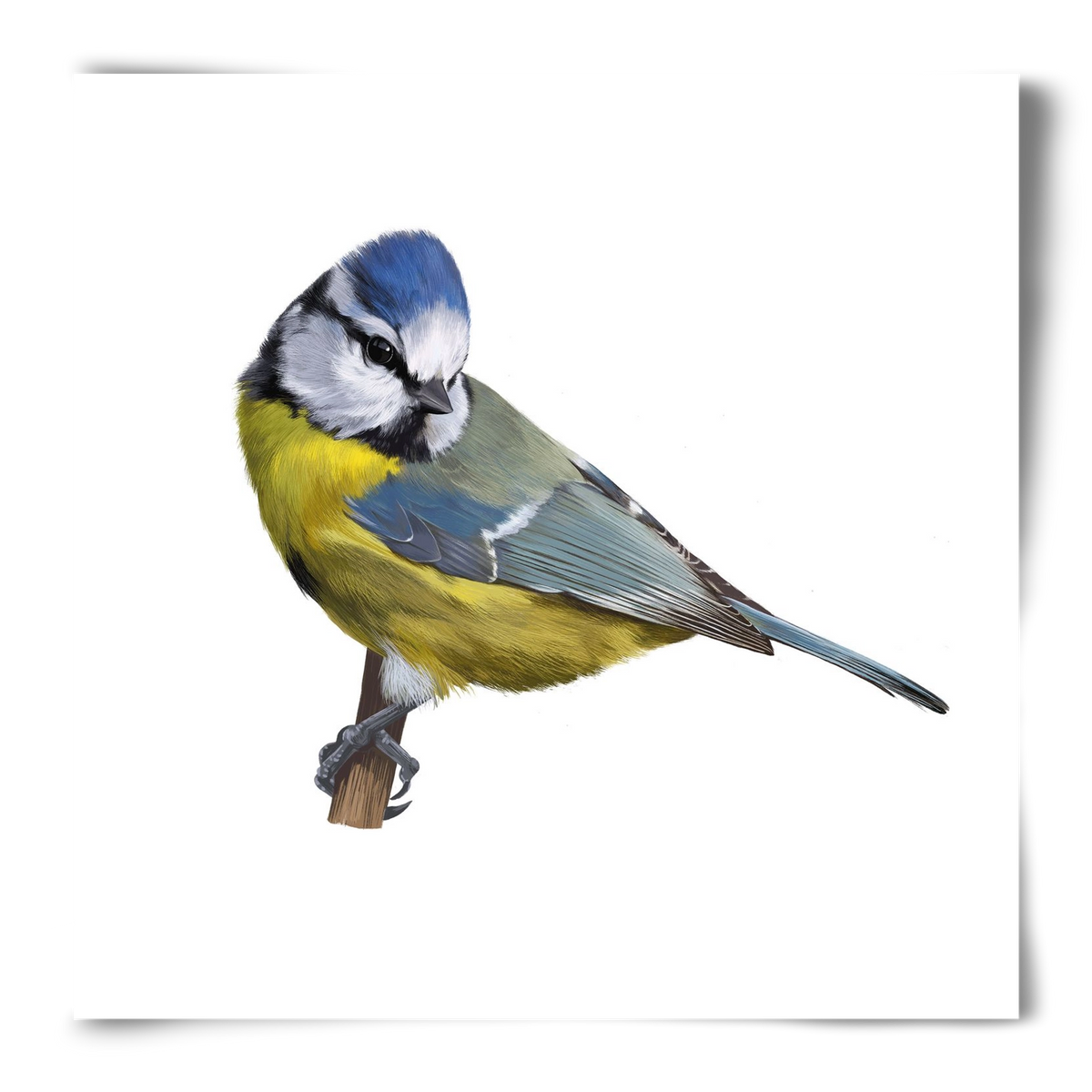 Kék cinege, 50x50 cm, Keret nélkül