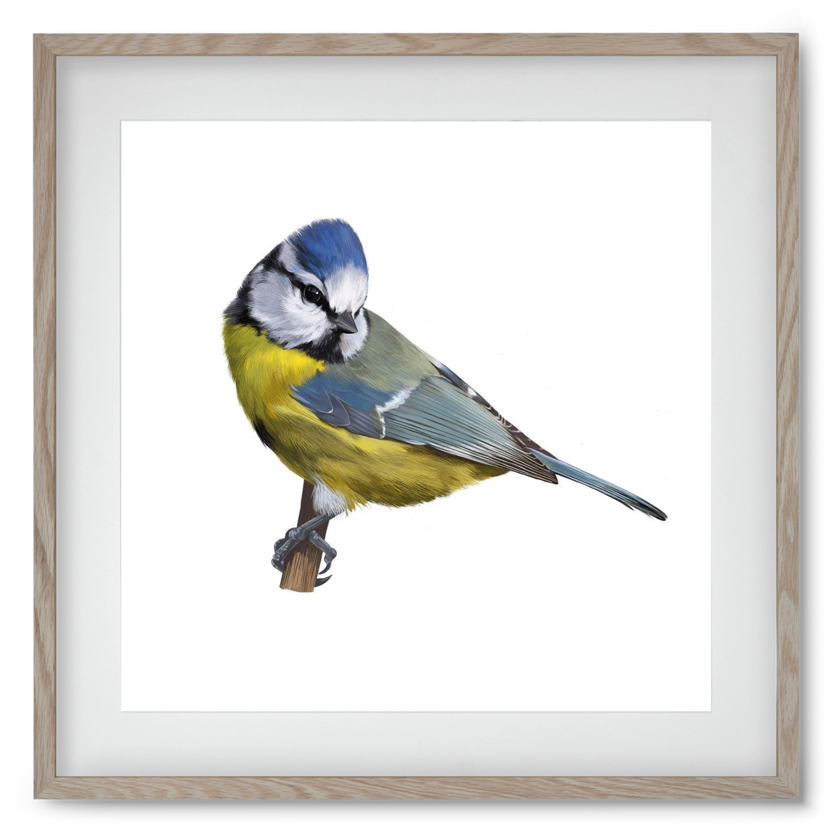 Kék cinege, 50x50 cm (40x40 cm), Tölgy keret, paszpartuval