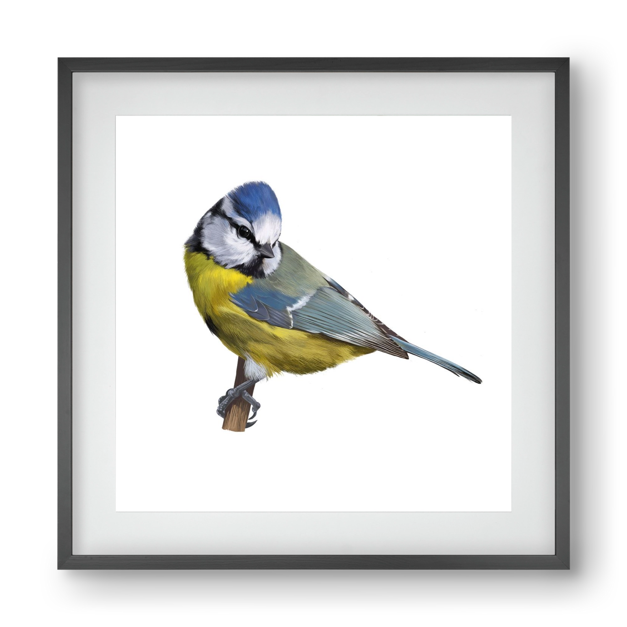 Kék cinege, 40x40 cm (30x30 cm), Fekete keret, paszpartuval