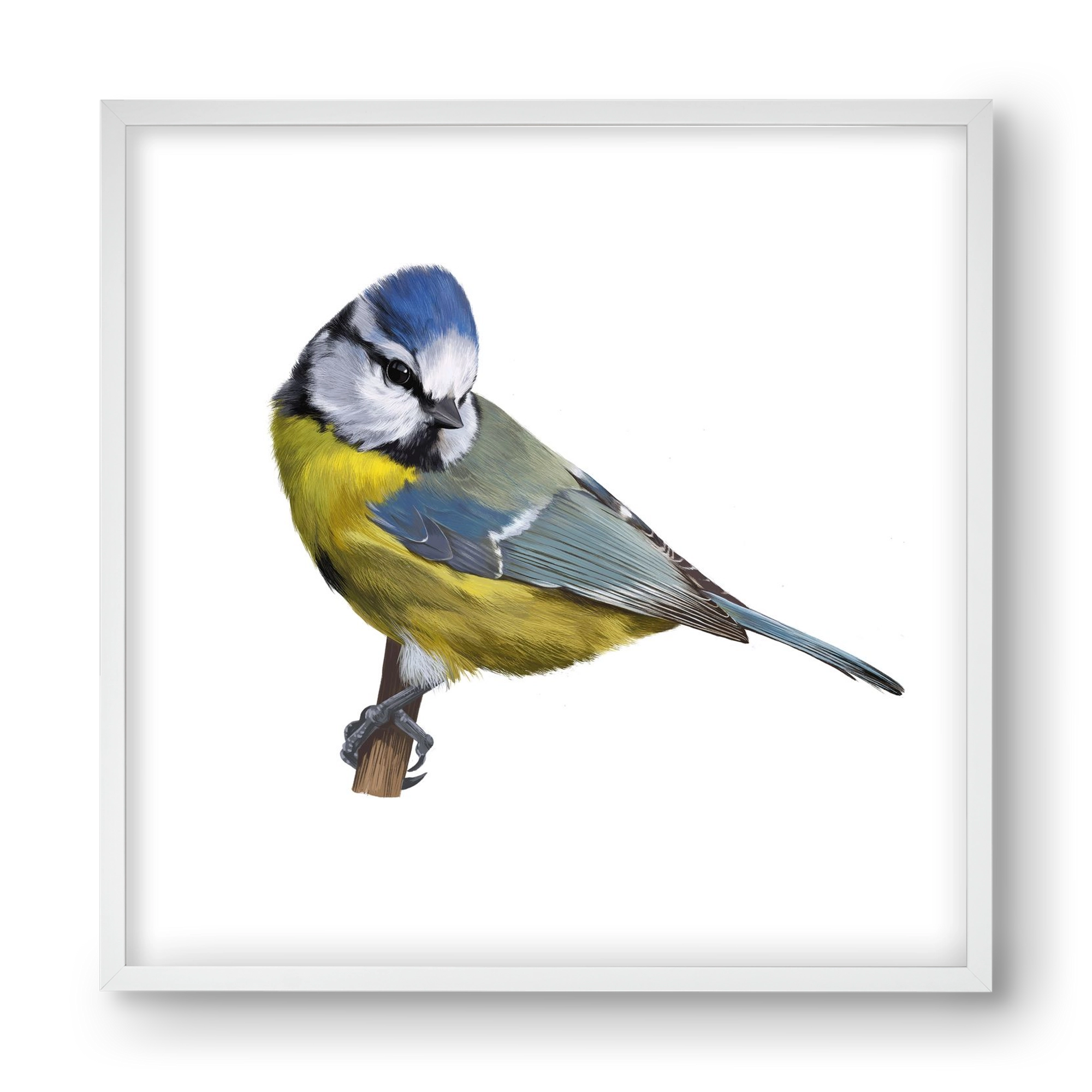 Kék cinege, 40x40 cm (40x40 cm), Fehér keret