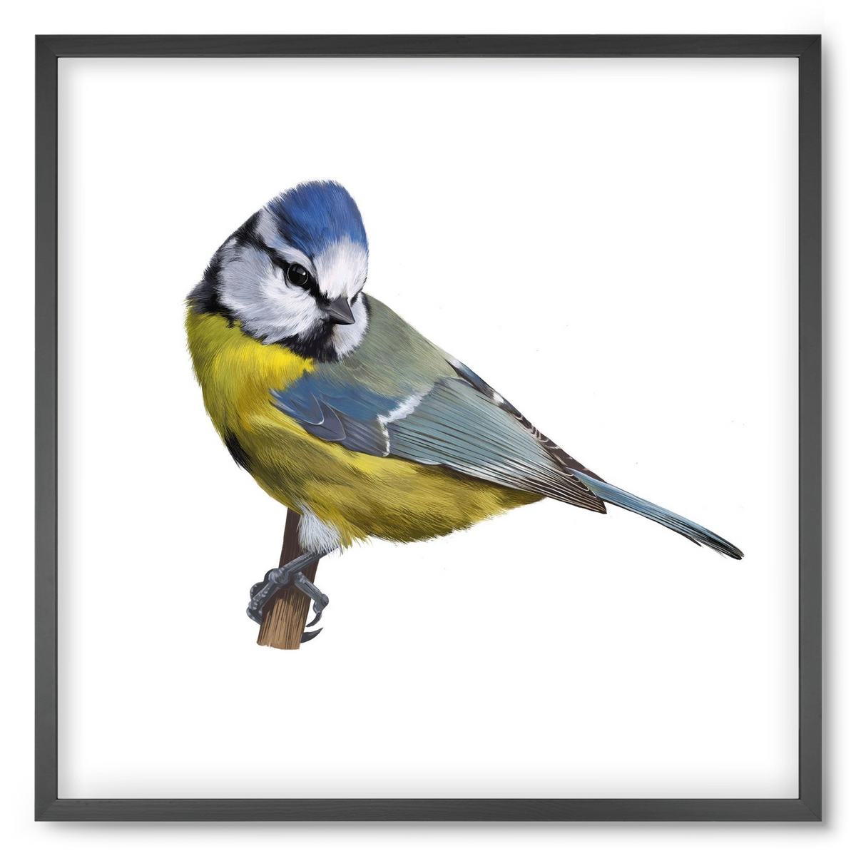 Kék cinege, 50x50 cm (50x50 cm), Fekete keret