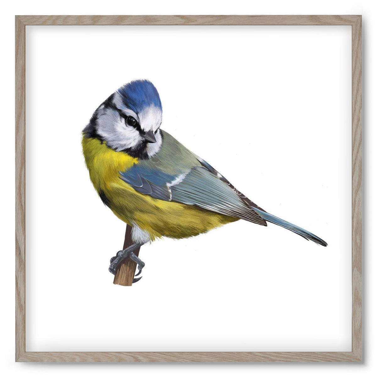 Kék cinege, 50x50 cm (50x50 cm), Tölgy keret