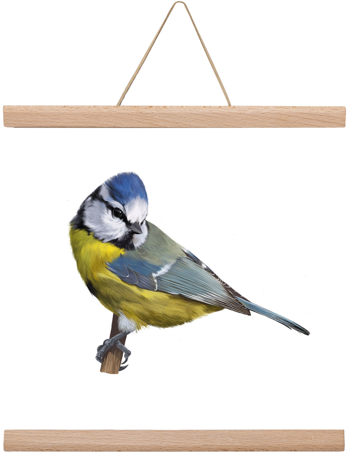 Kék cinege, 30x30 cm (30x30 cm), Tölgy akasztó