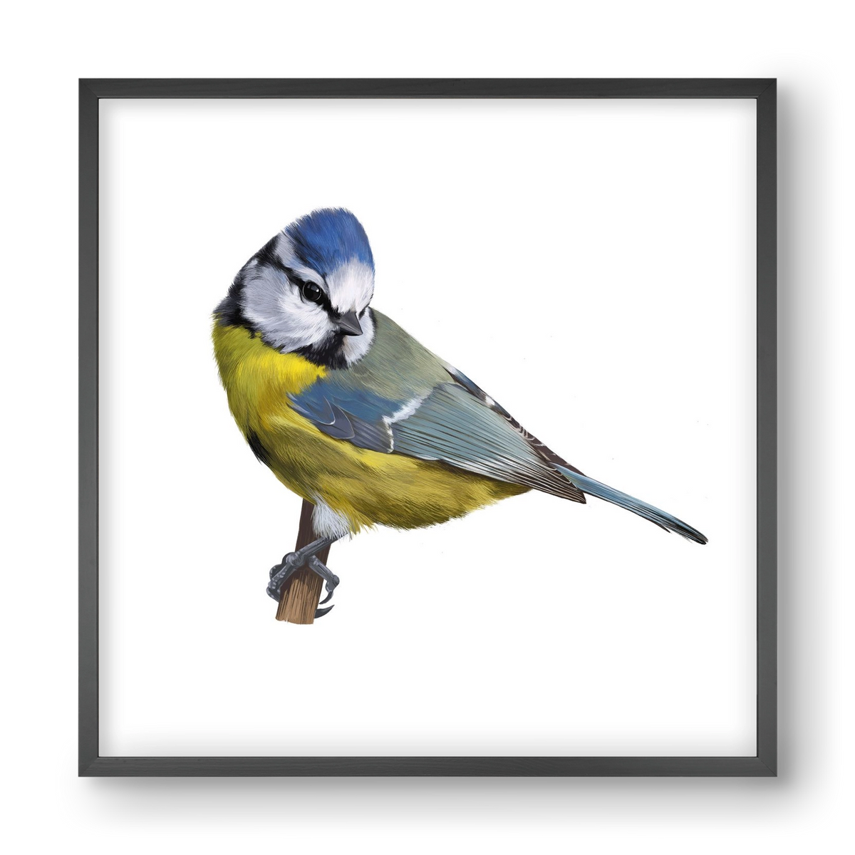 Kék cinege, 40x40 cm (40x40 cm), Fekete keret