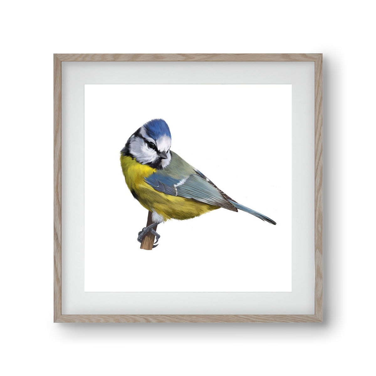 Kék cinege, 30x30 cm (20x20 cm), Tölgy keret, paszpartuval