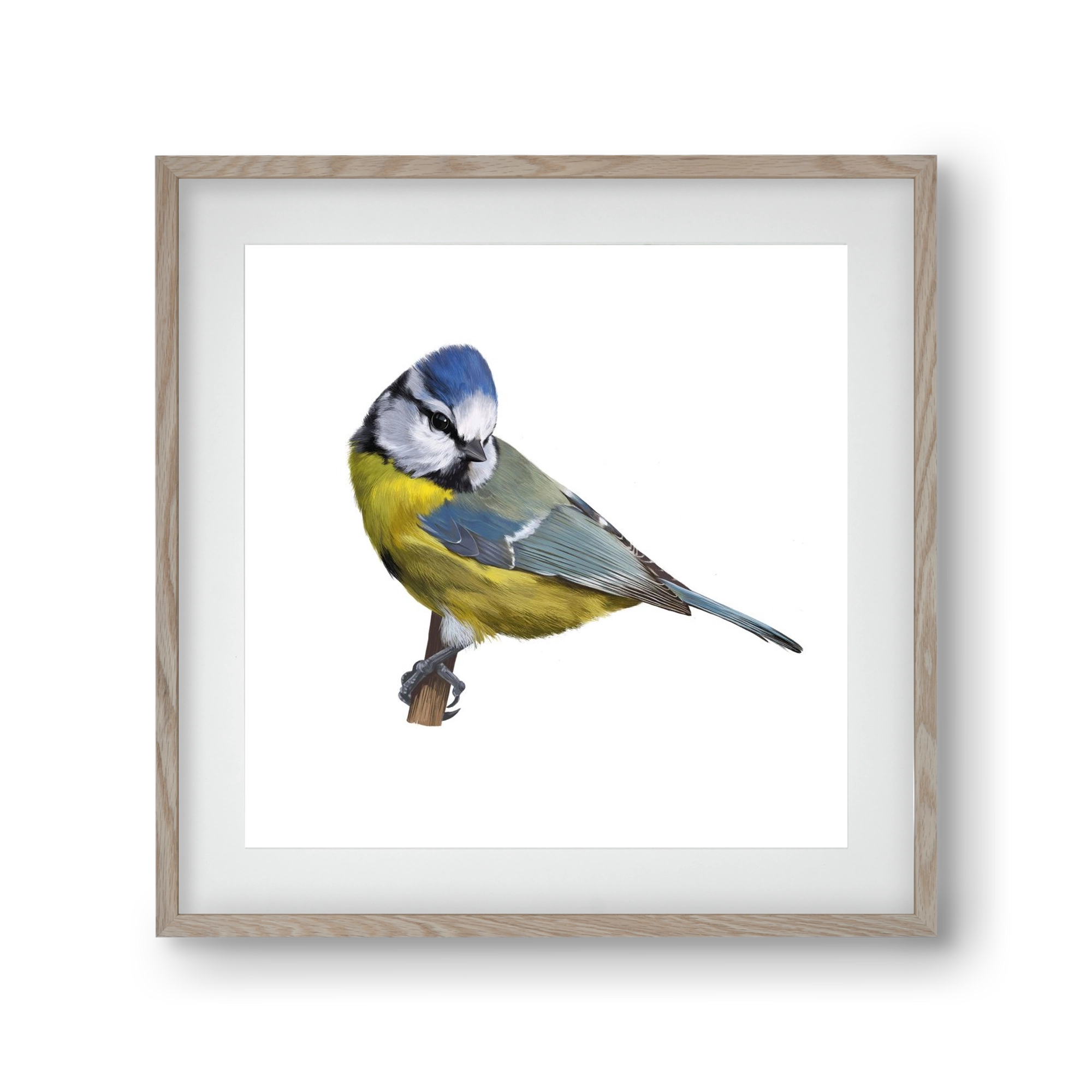 Kék cinege, 30x30 cm (20x20 cm), Tölgy keret, paszpartuval