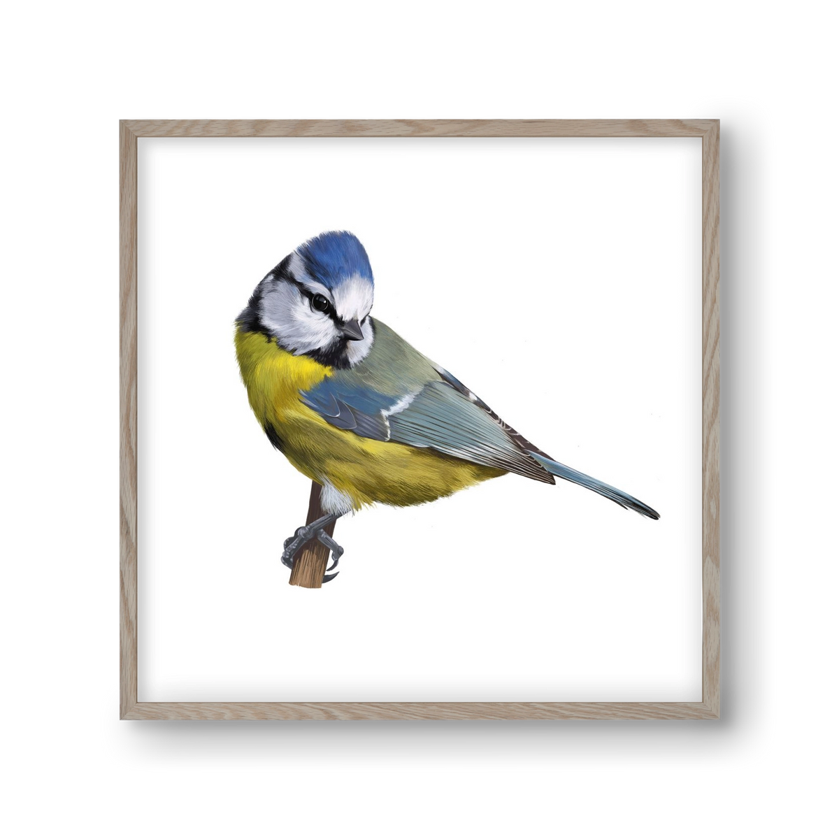 Kék cinege, 30x30 cm (30x30 cm), Tölgy keret