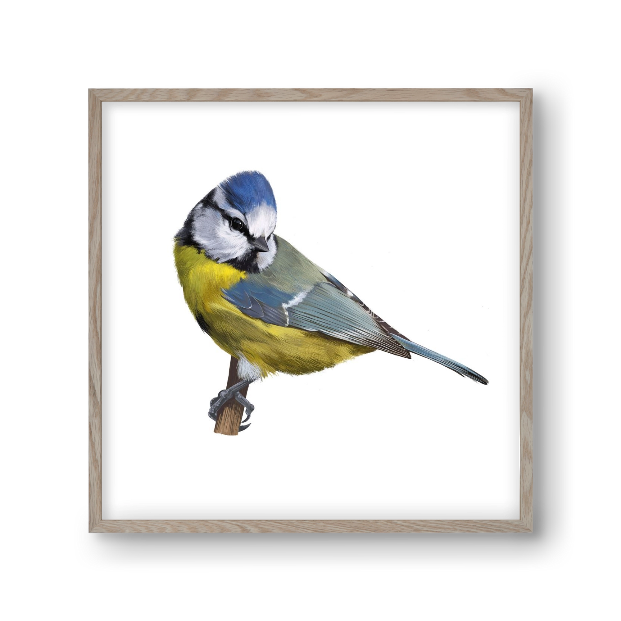 Kék cinege, 30x30 cm (30x30 cm), Tölgy keret