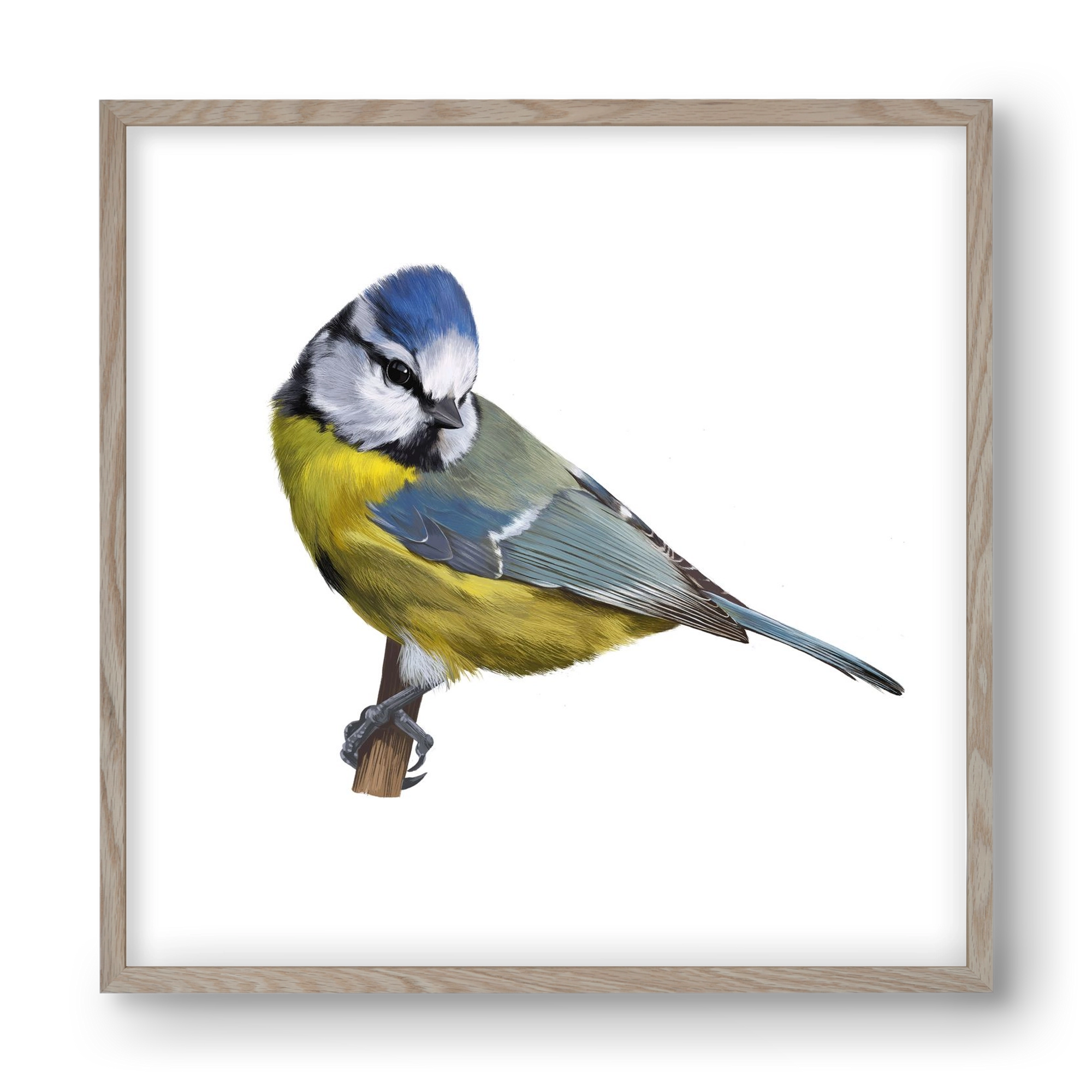 Kék cinege, 40x40 cm (40x40 cm), Tölgy keret