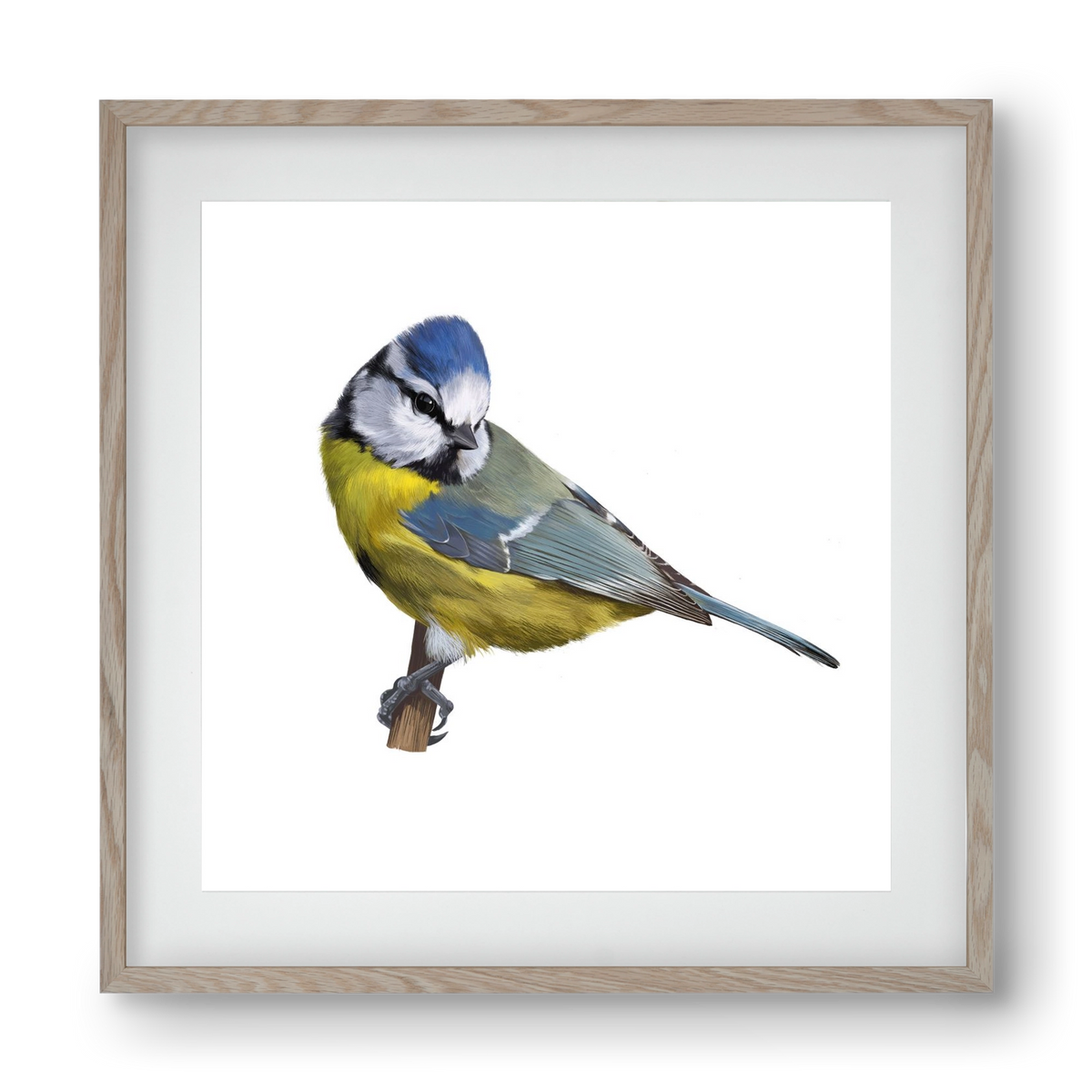 Kék cinege, 40x40 cm (30x30 cm), Tölgy keret, paszpartuval