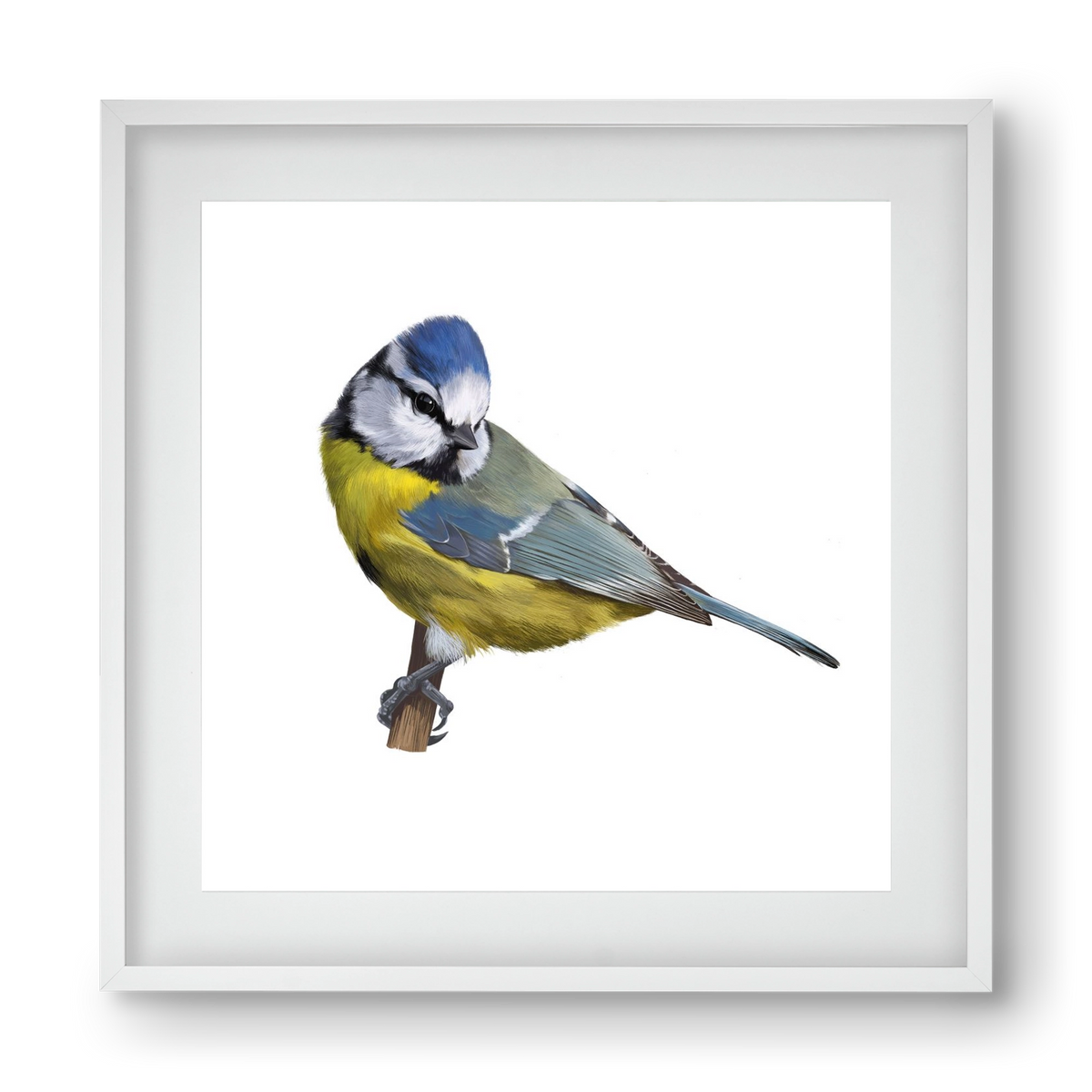 Kék cinege, 40x40 cm (30x30 cm), Fehér keret, paszpartuval