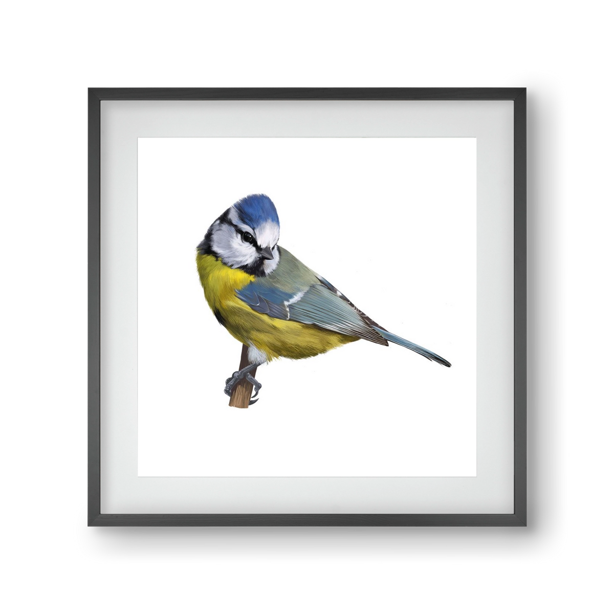 Kék cinege, 30x30 cm (20x20 cm), Fekete keret, paszpartuval