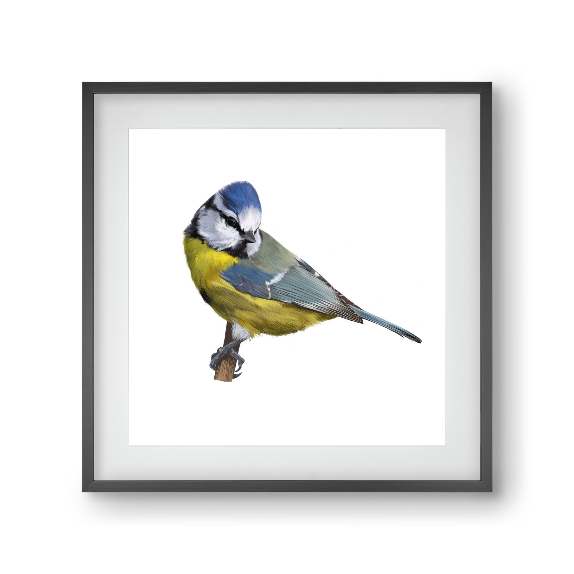 Kék cinege, 30x30 cm (20x20 cm), Fekete keret, paszpartuval