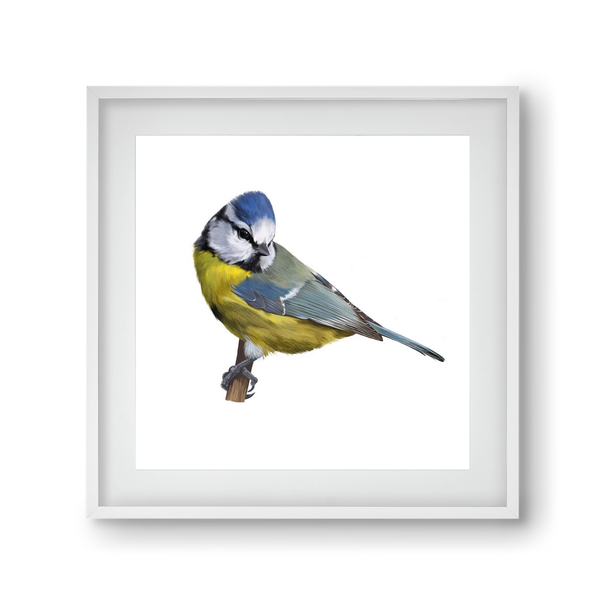 Kék cinege, 30x30 cm (20x20 cm), Fehér keret, paszpartuval