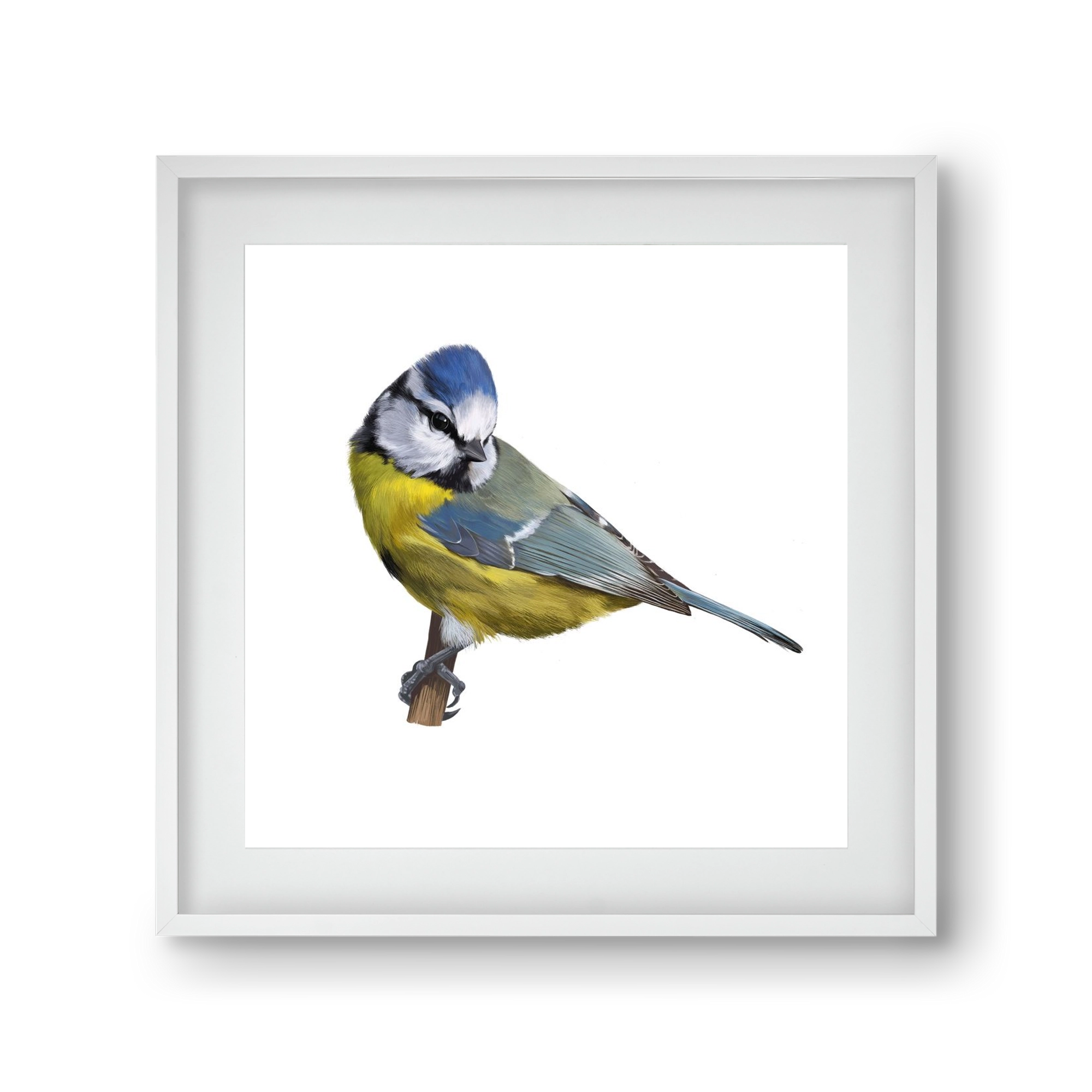 Kék cinege, 30x30 cm (20x20 cm), Fehér keret, paszpartuval