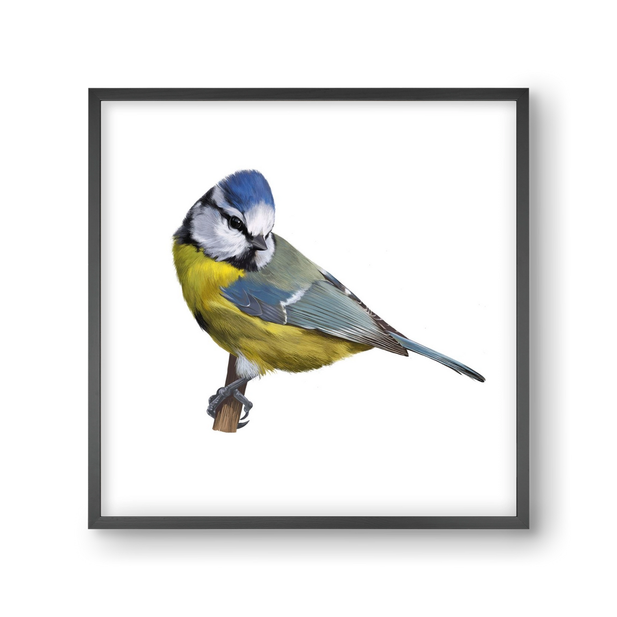 Kék cinege, 30x30 cm (30x30 cm), Fekete keret